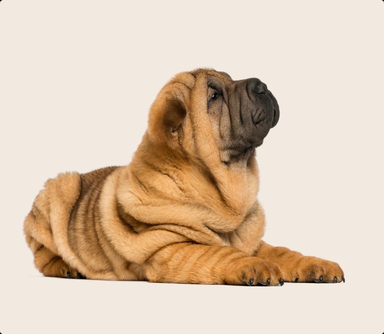 Image of a brown Shar Pei lying down and looking upwards