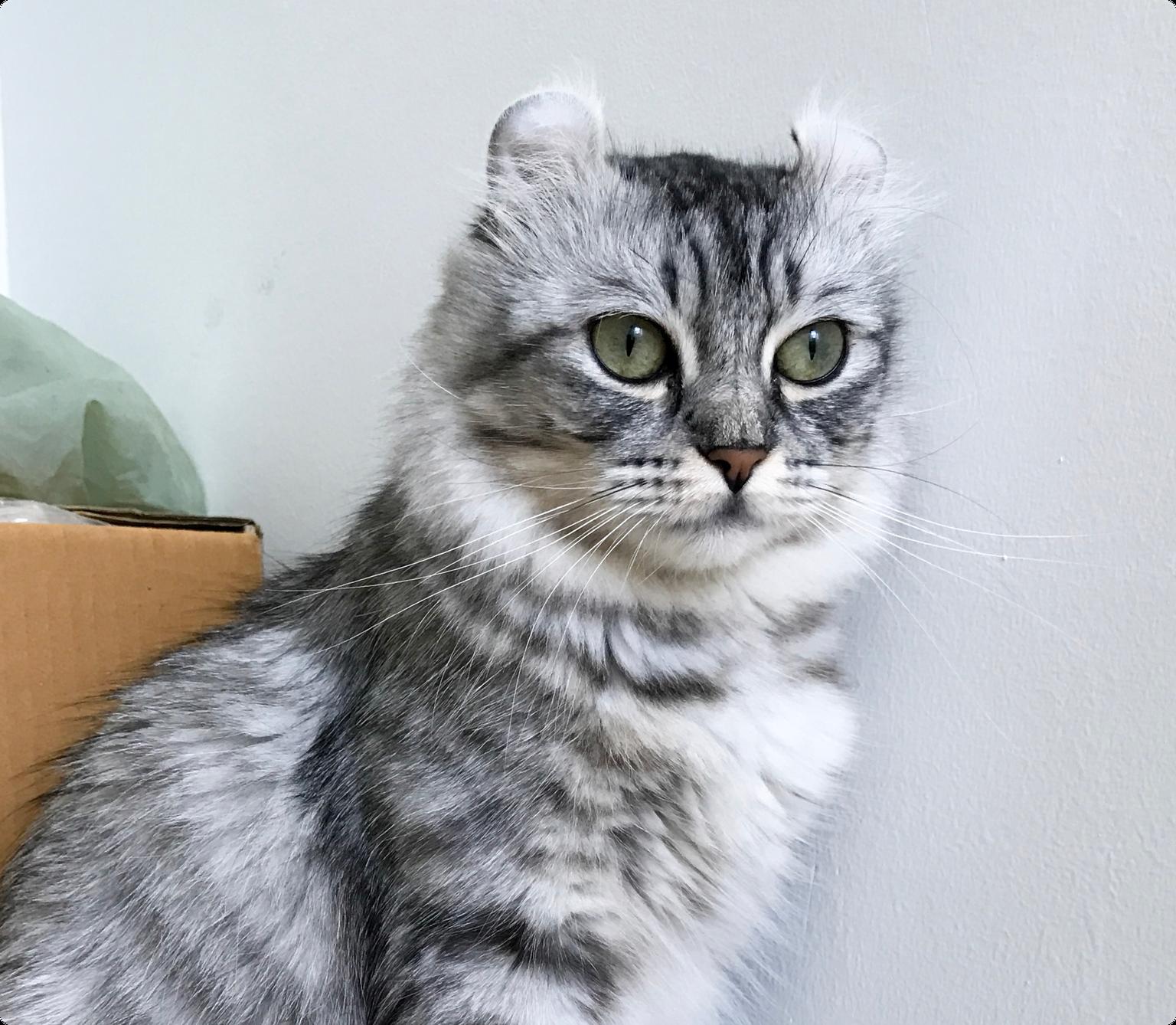 A black and white American curl cat with green eyes