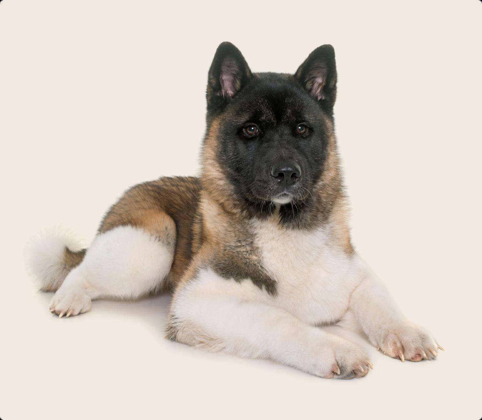 A brown and white Akita dog laying down on a beige background