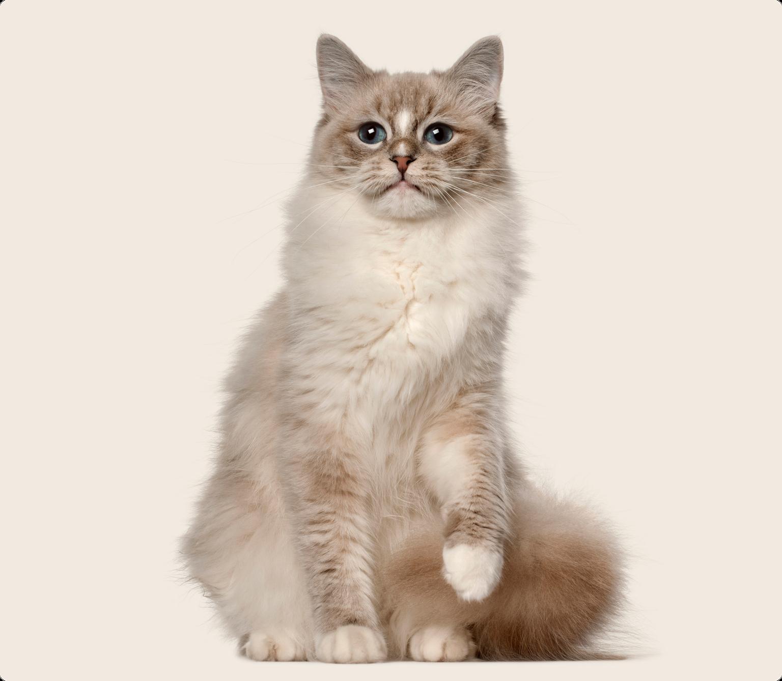 A Ragdoll cat with a creamy beige coat, a white chest, and striking blue eyes is seated upright on a white background, gently lifting one paw off the ground.