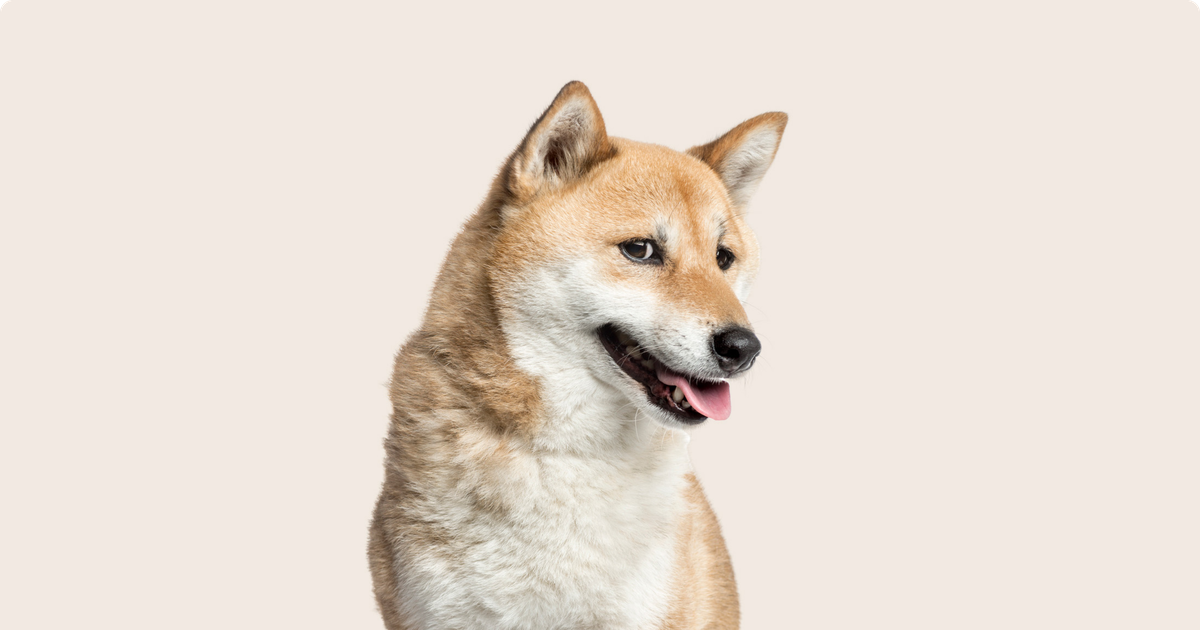 Adult shiba store