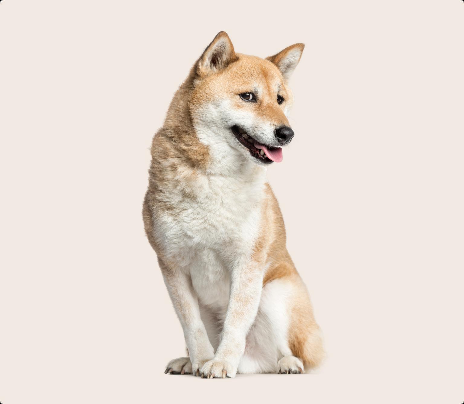 Shiba Inu