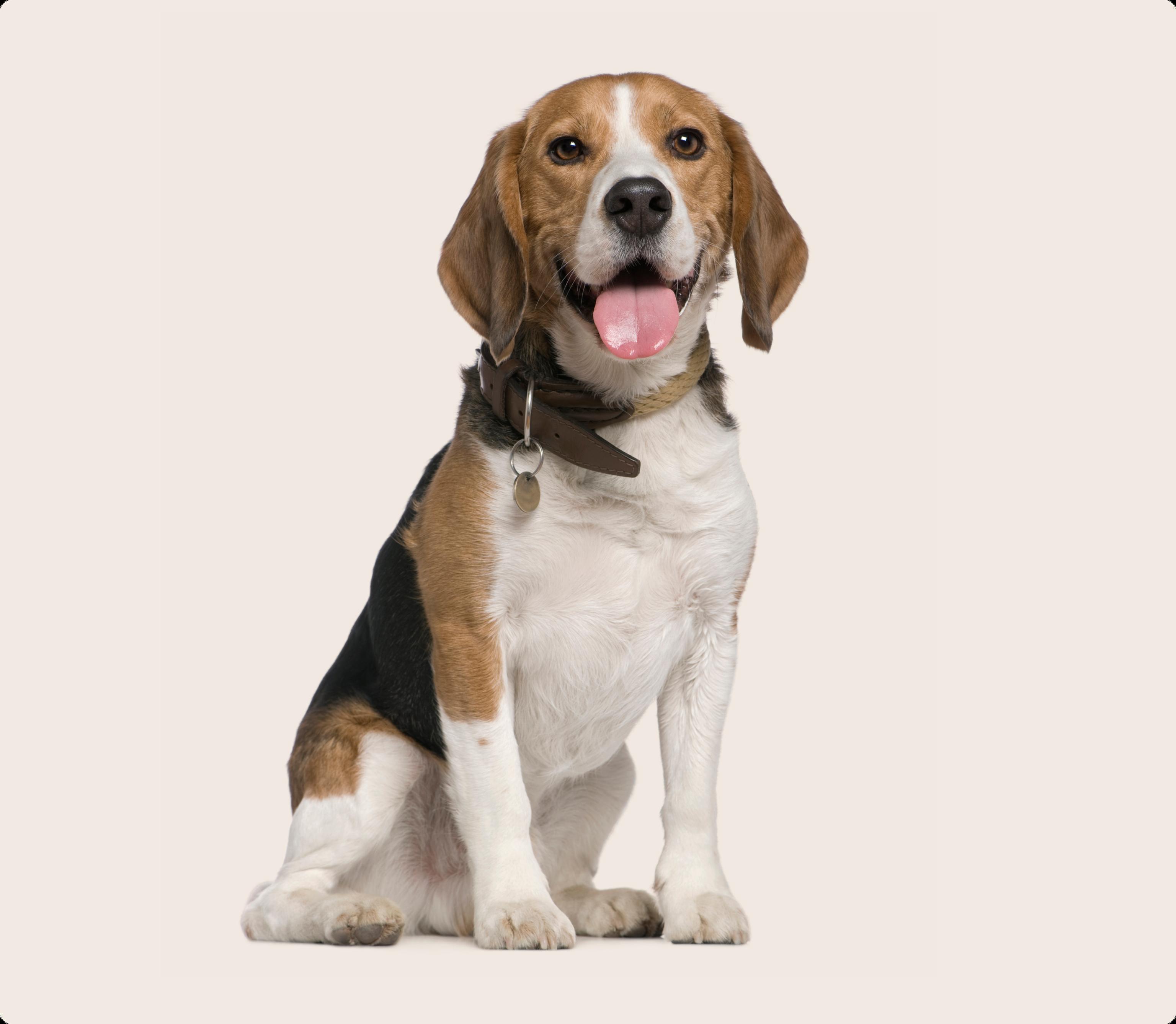 Beagle
