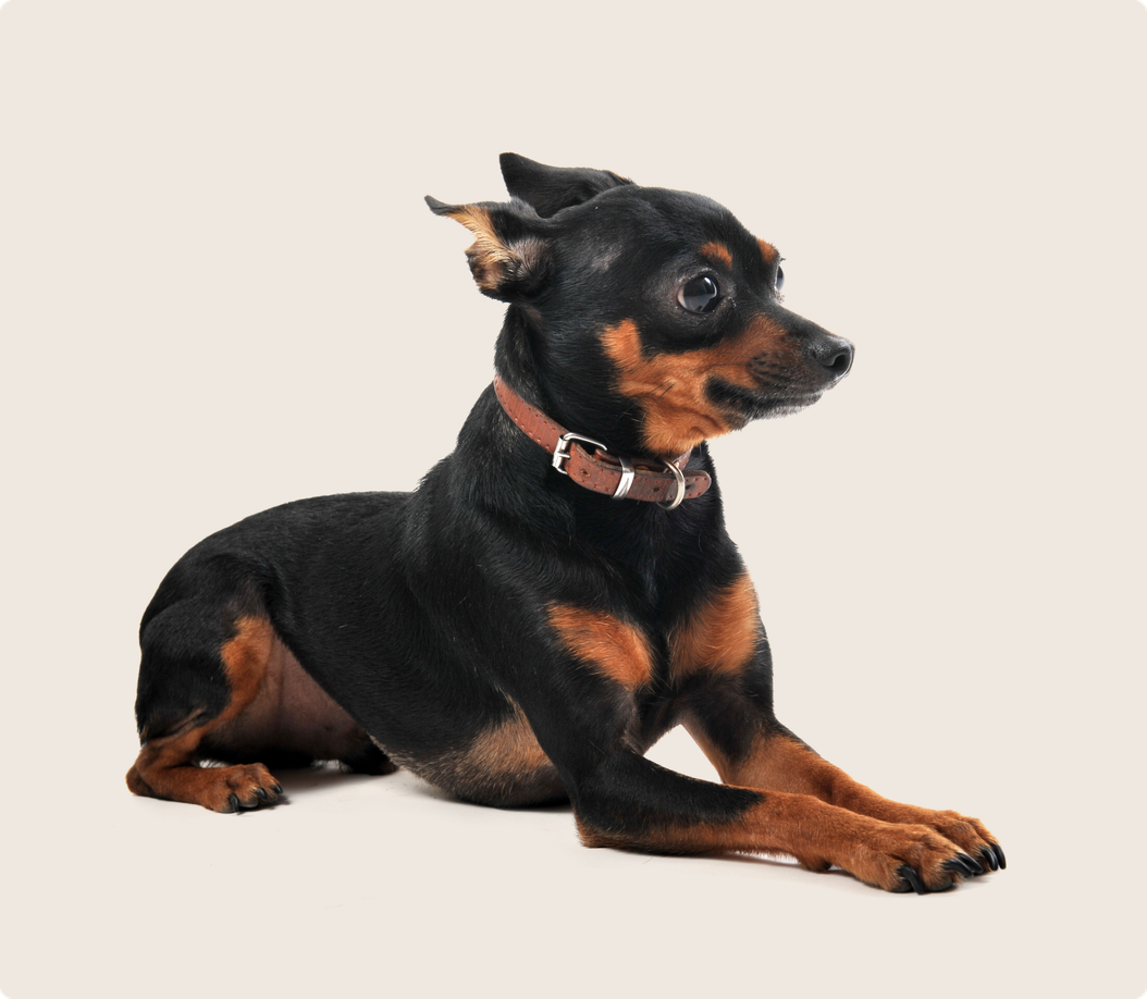 Common health problems with Miniature Pinschers ManyPets