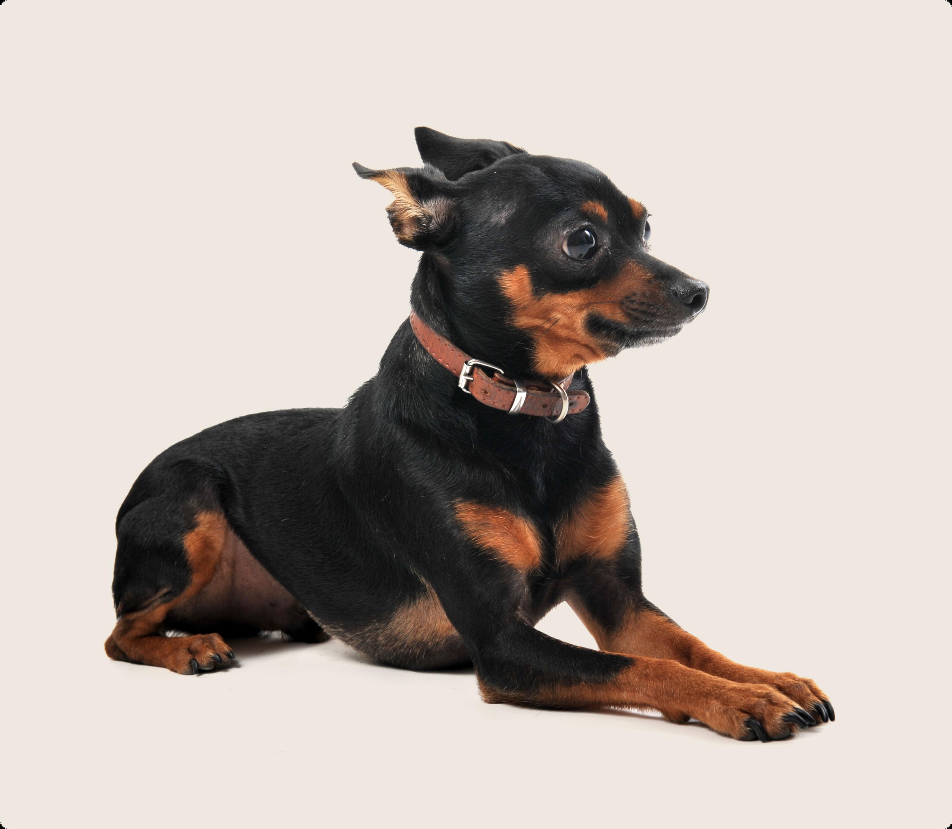 Miniature Pinscher