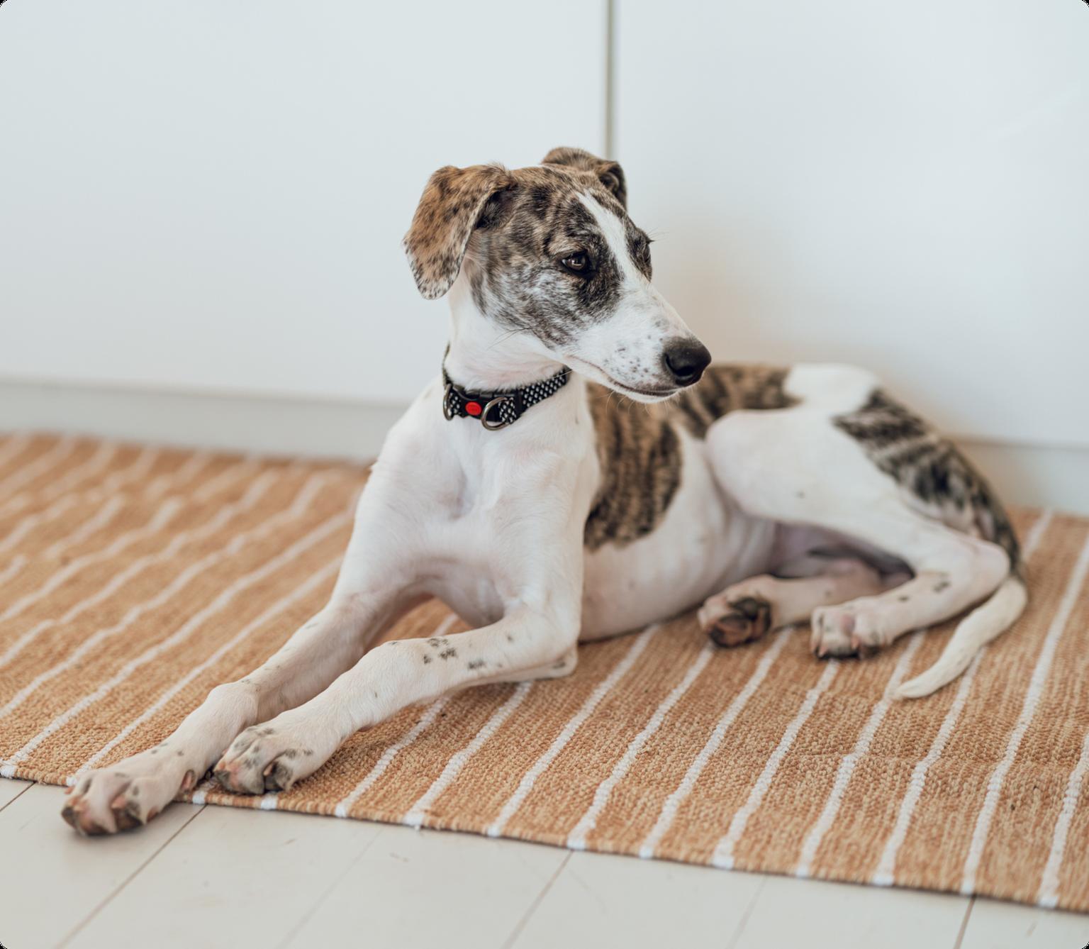 A Lurcher dog laying down on a orange and white stripped kitchen mat