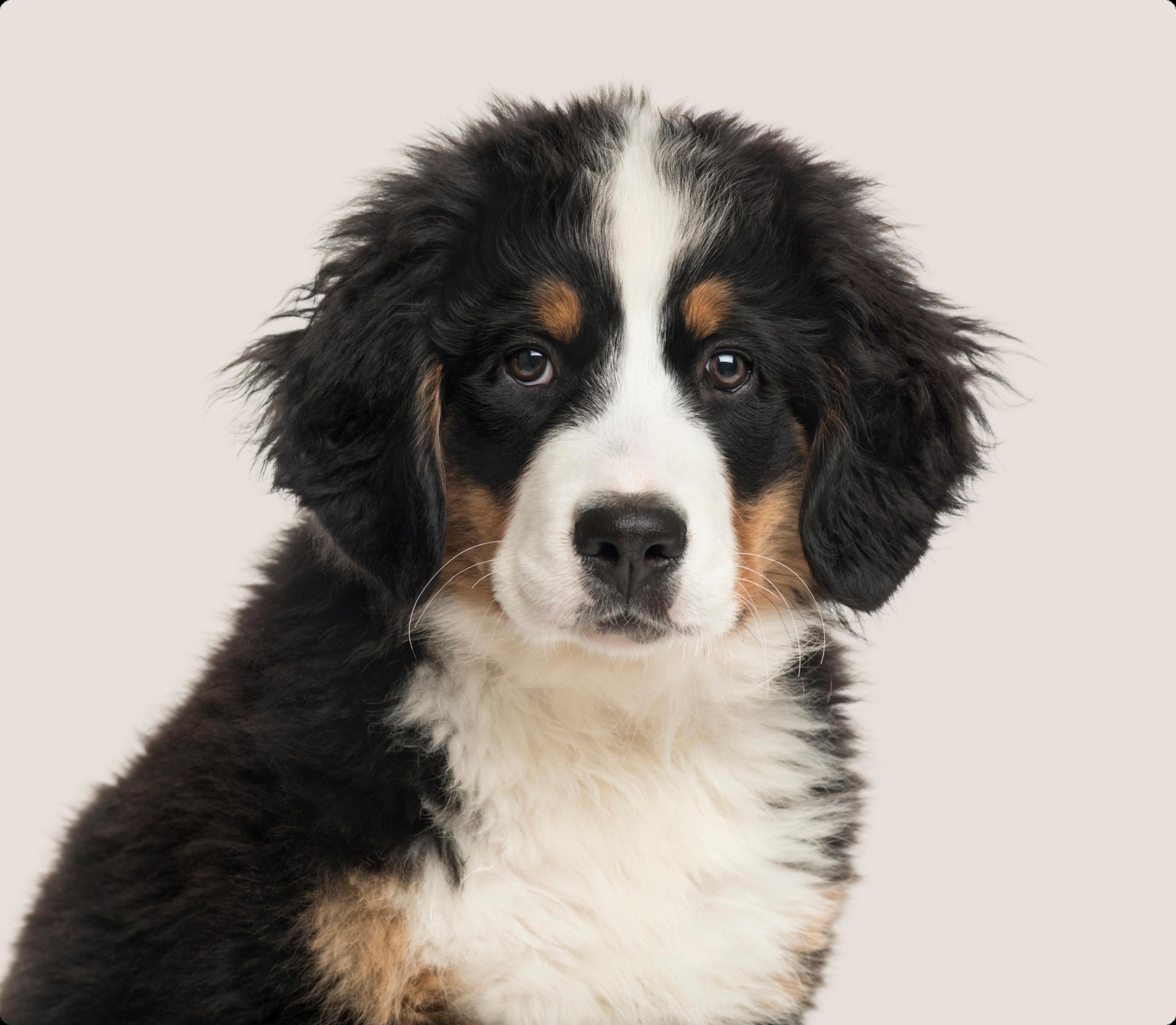 Bernese Mountain Dog