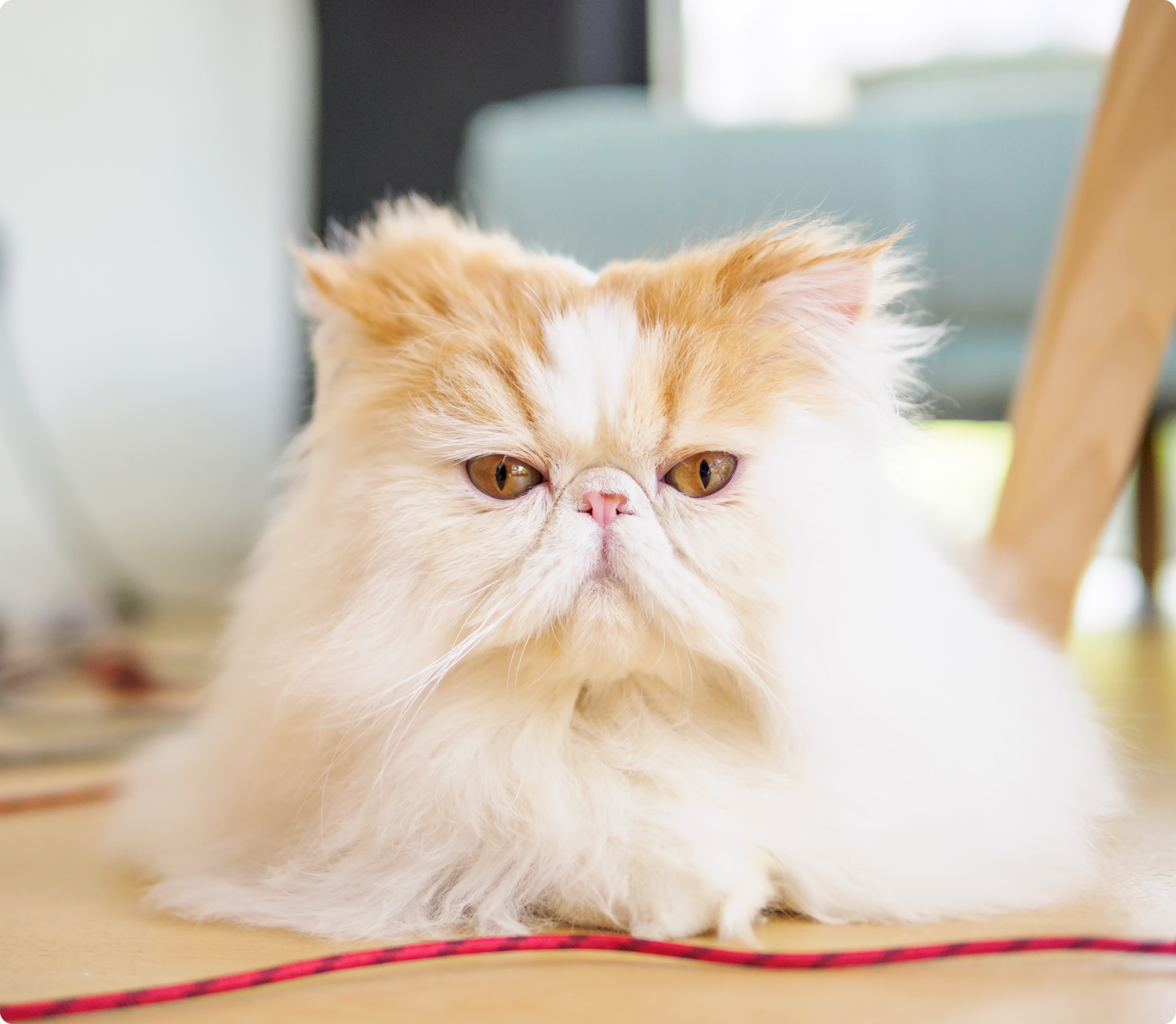 Exotic Longhair cat insurance ManyPets