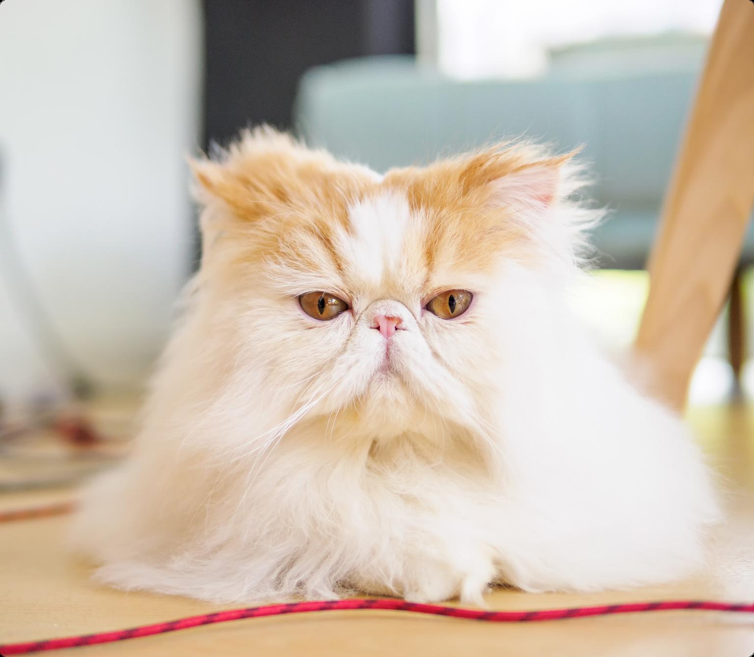 A red and white exotic short hair cat, laying on the floor, looking at the camera