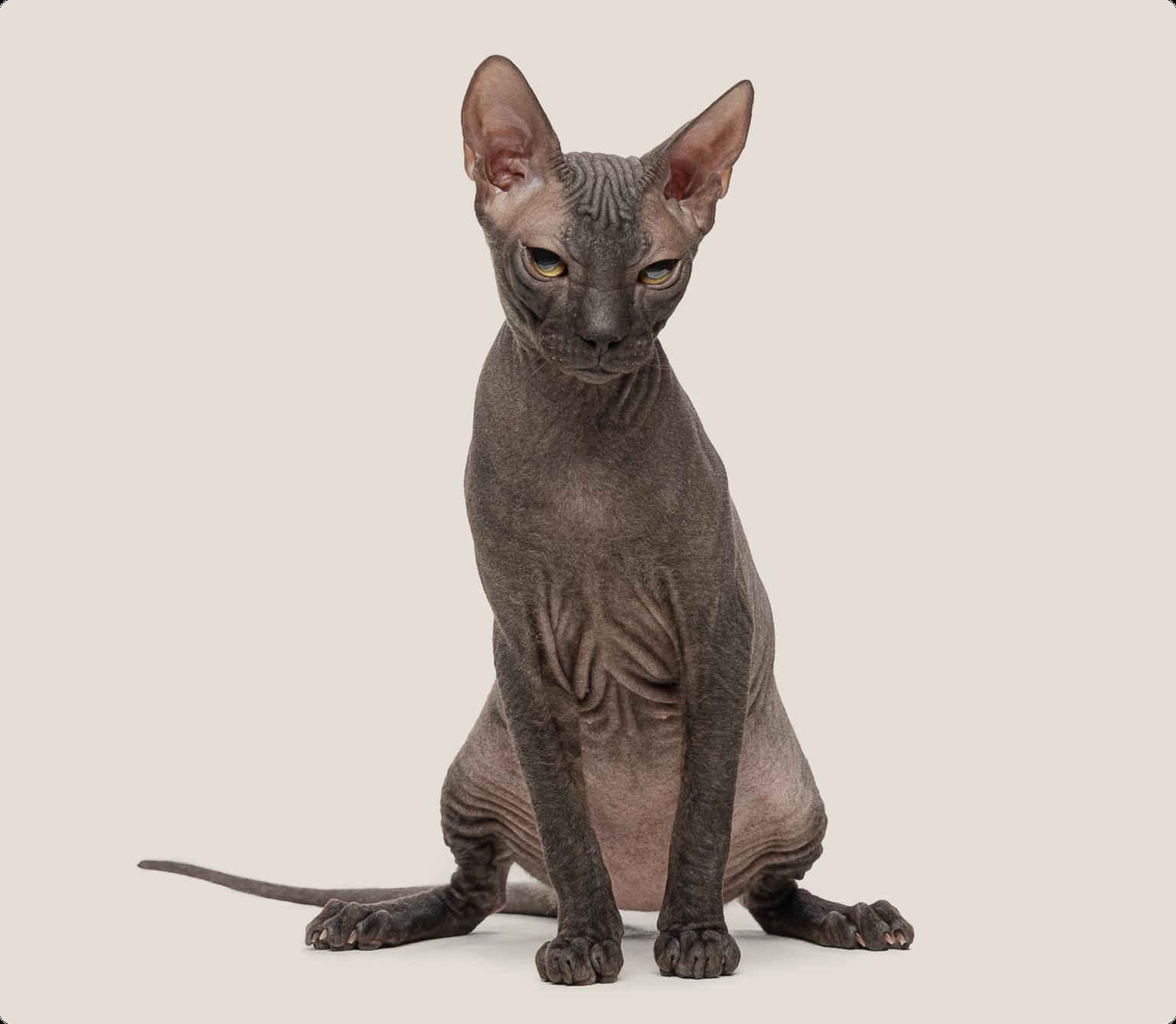 A Mexican Hairless cat sitting up on a beige background