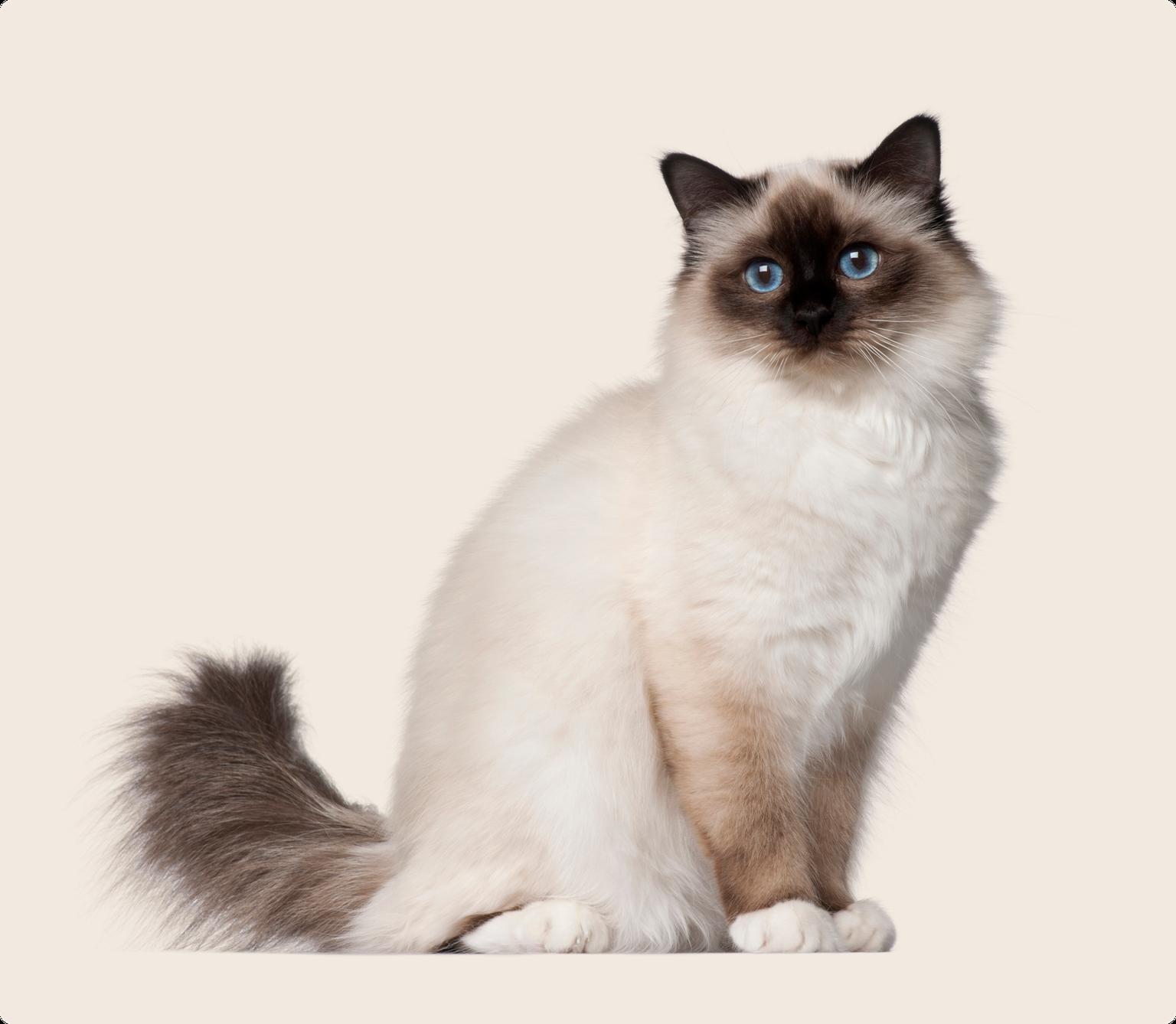 Birman Cat on beige background
