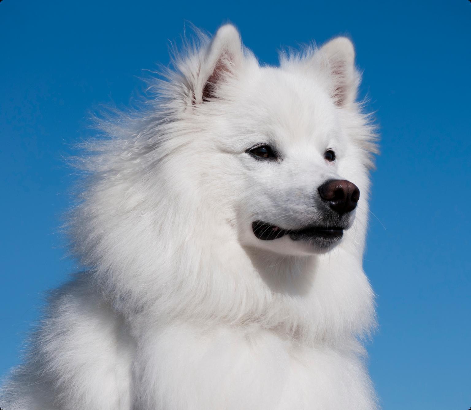 The profile of an American Eskimo dog with a blue sky in the background