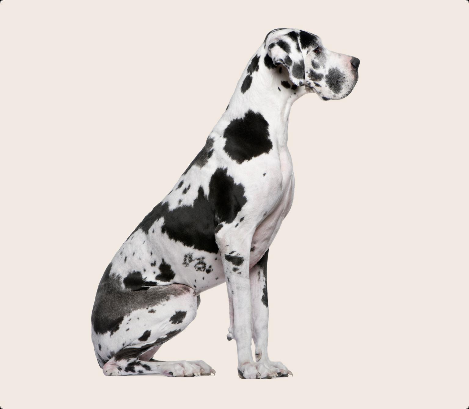 Great Dane