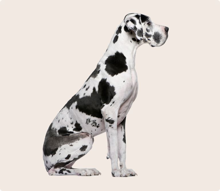 Great Dane insurance ManyPets