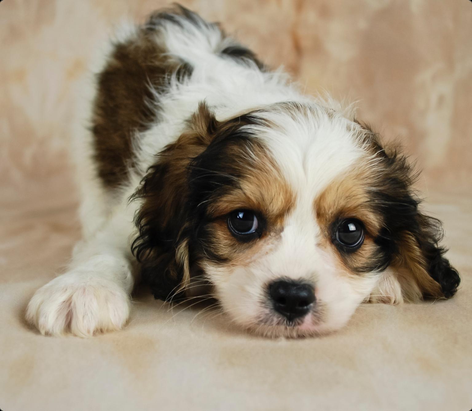 Cavachon puppy