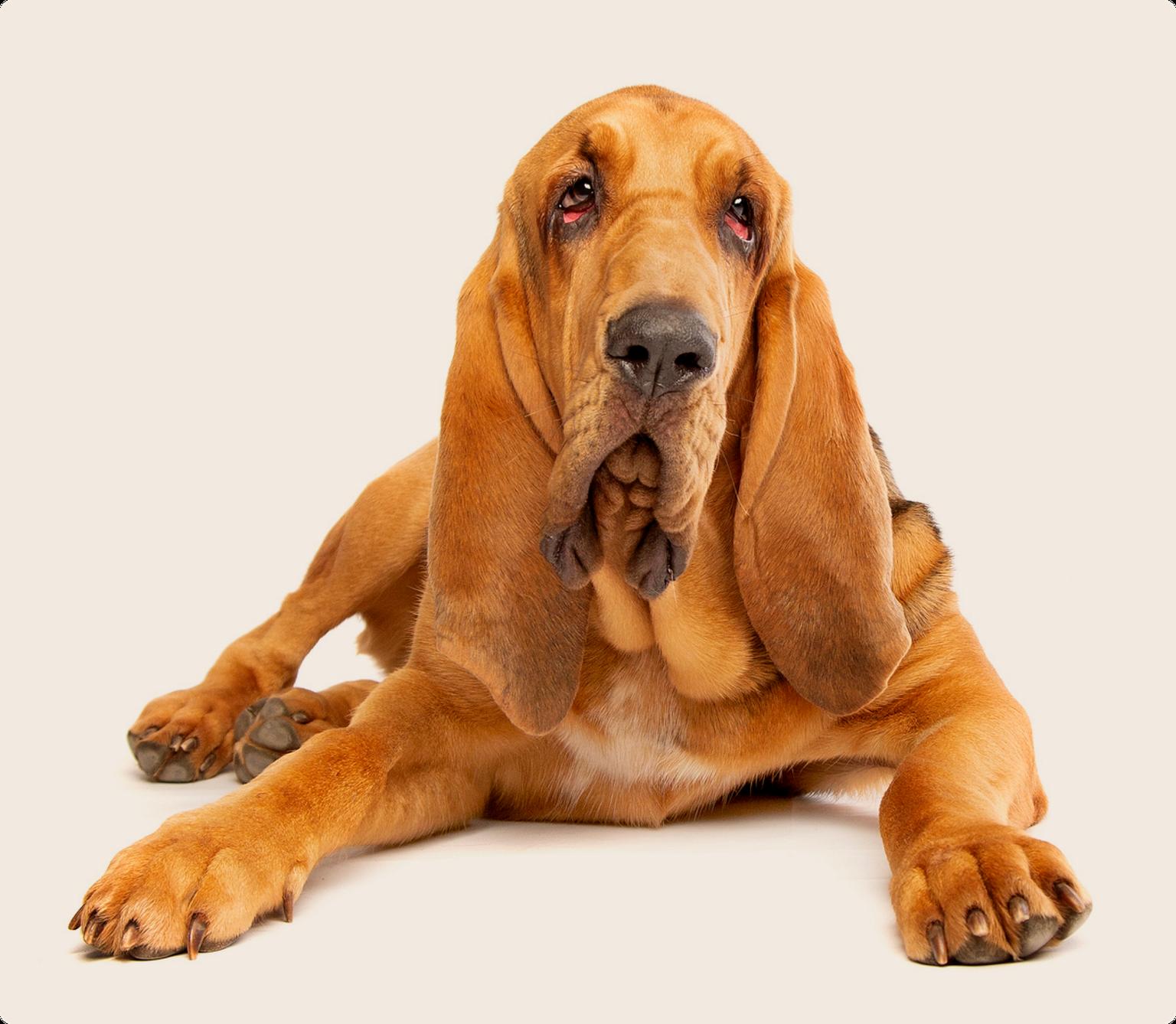 A bloodhound dog lying down on a beige background