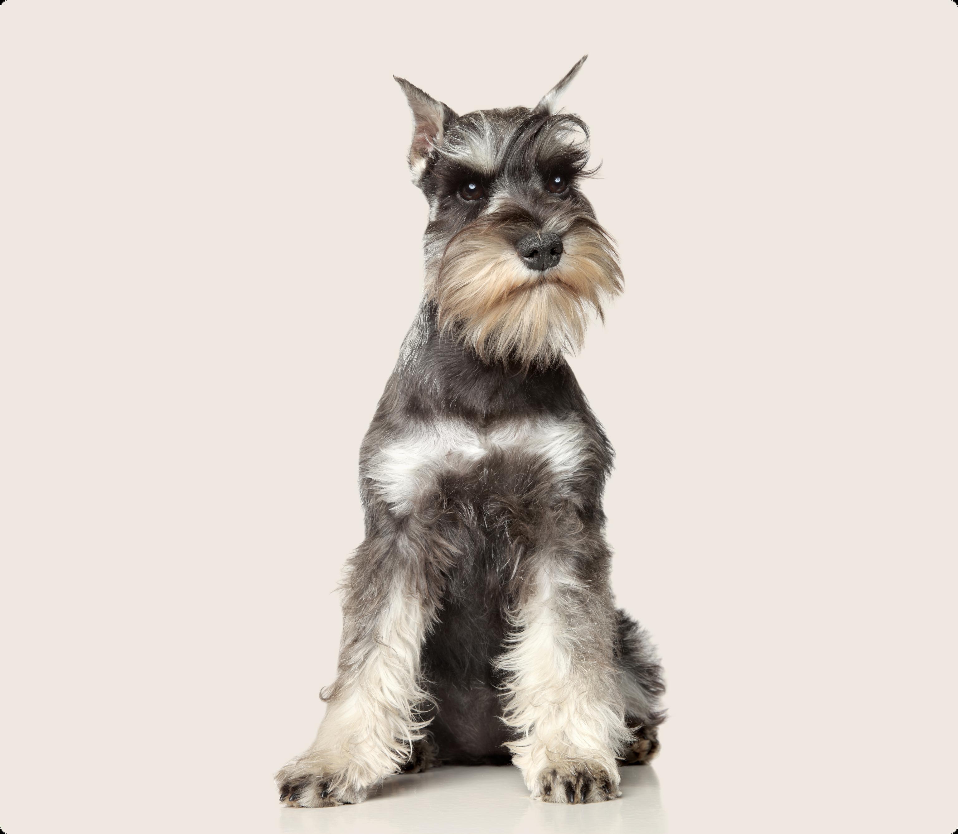 Mini Schnauzer