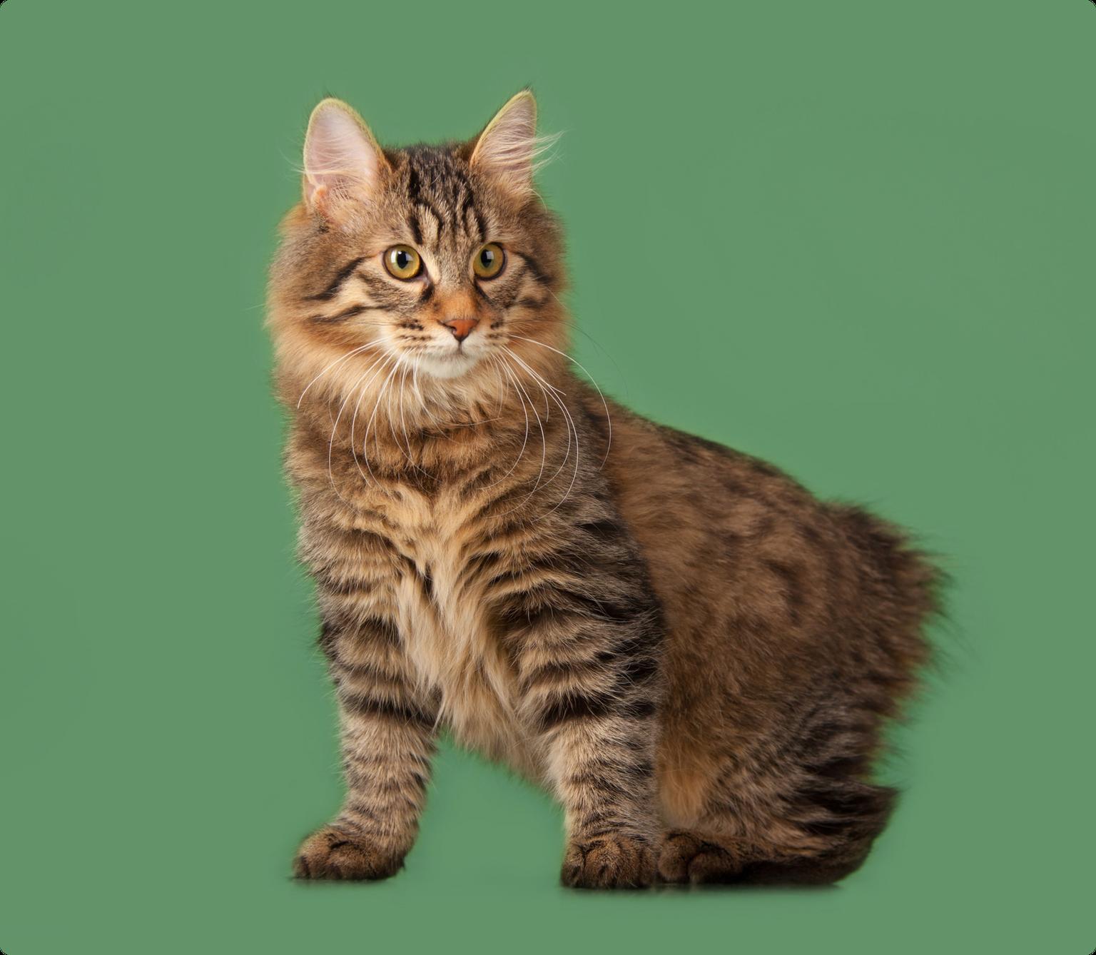A long-haired Manx cat on a solid green background
