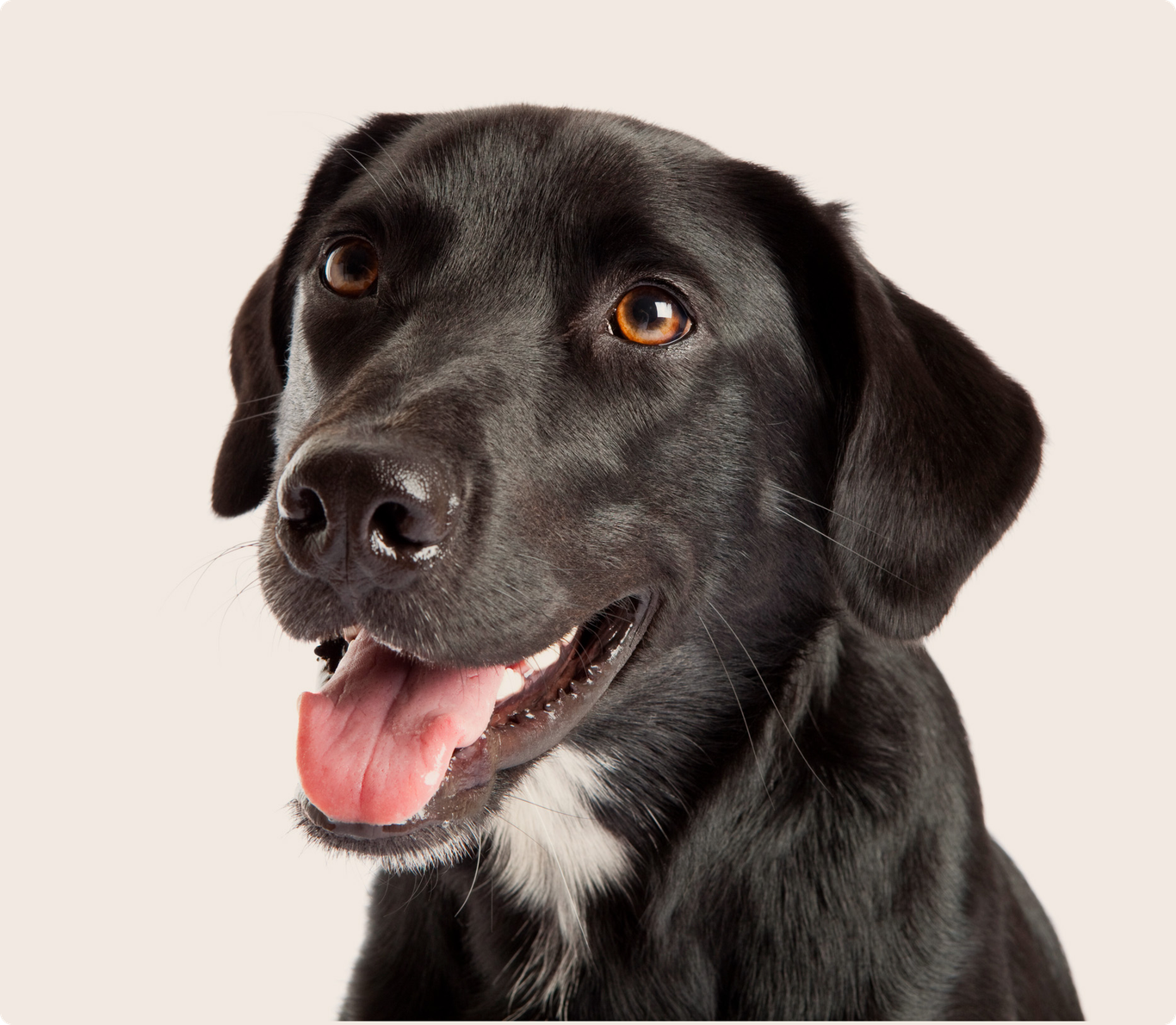 Labrador Insurance Get a Quote ManyPets