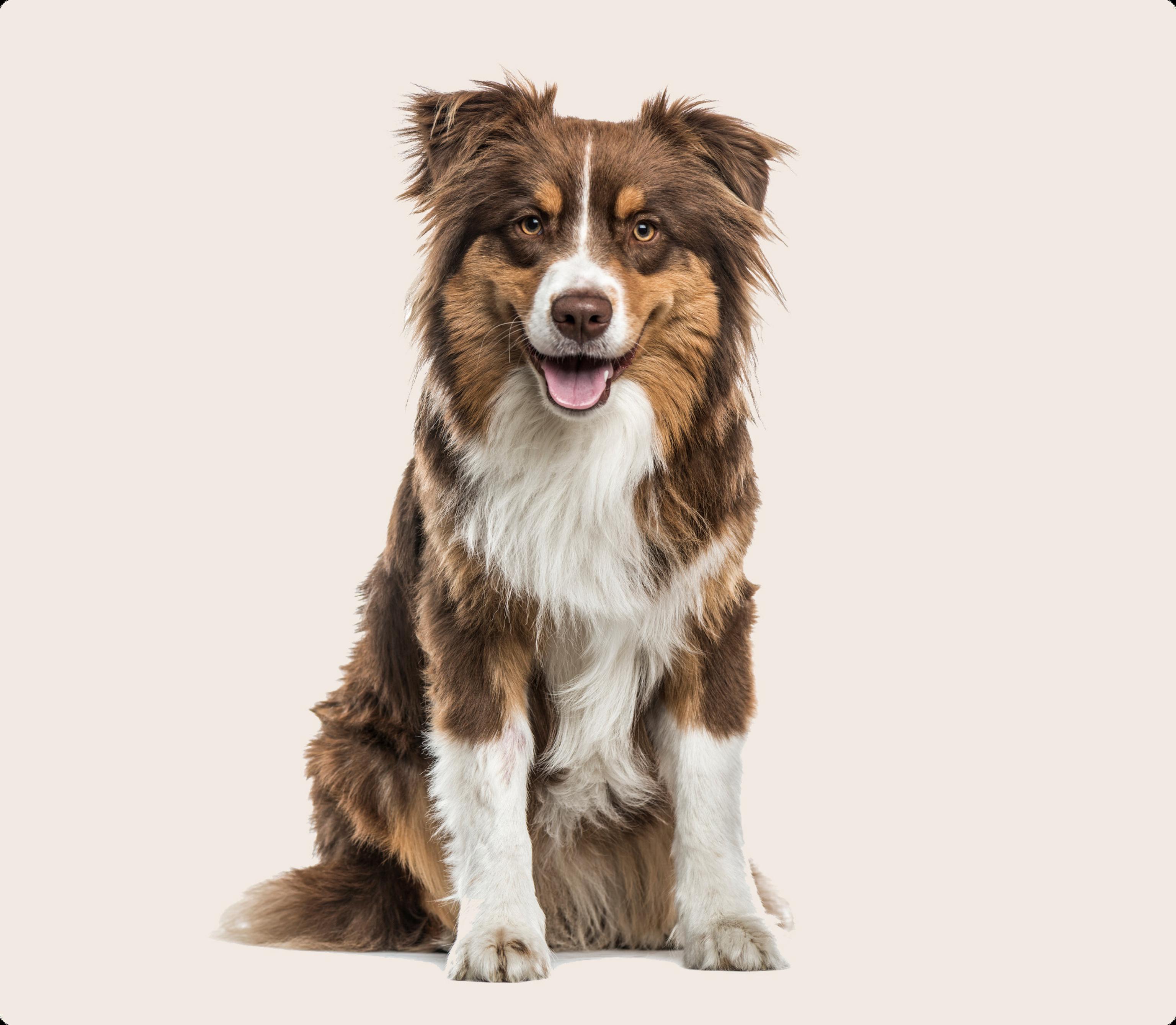 Australian Shepard
