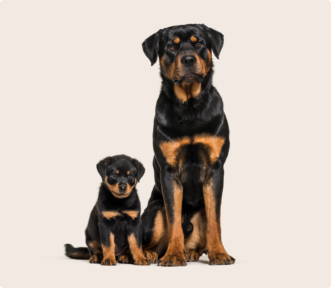 How to prepare for a Rottweiler puppy | ManyPets