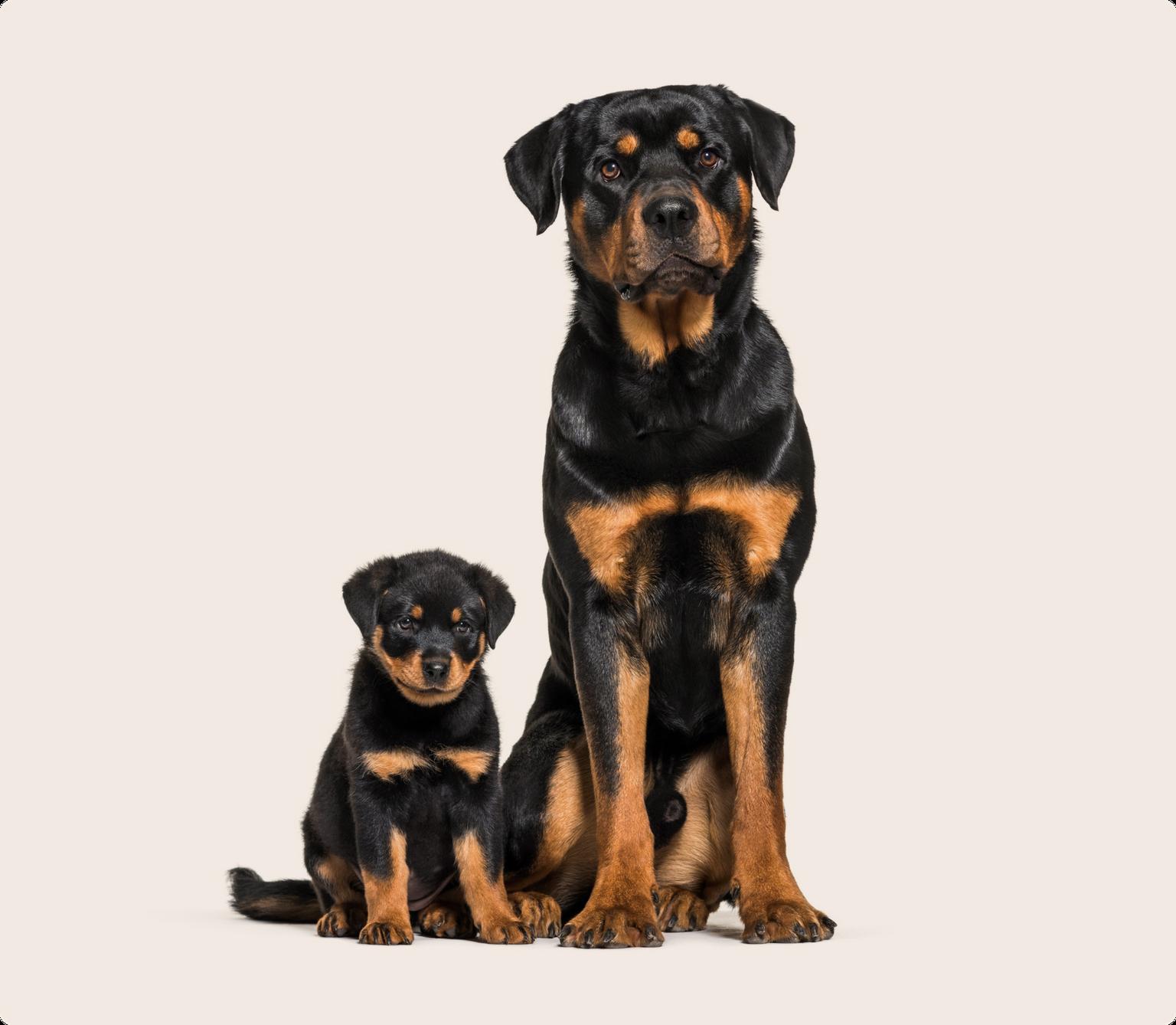 Image of a Rottweiler dog and puppy