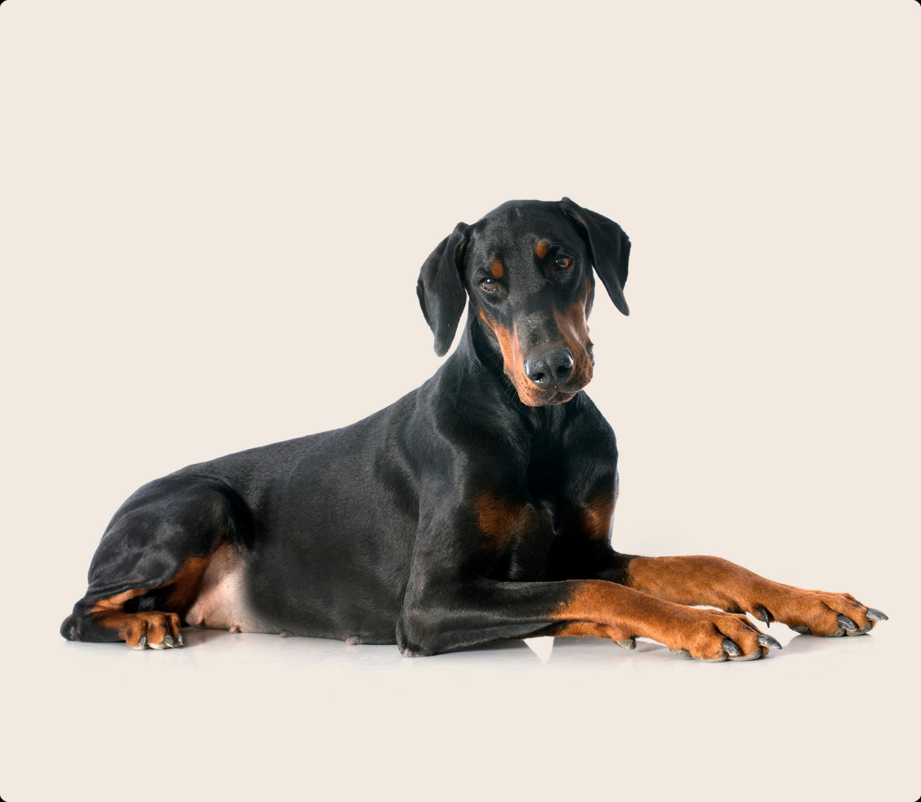 Doberman pinscher