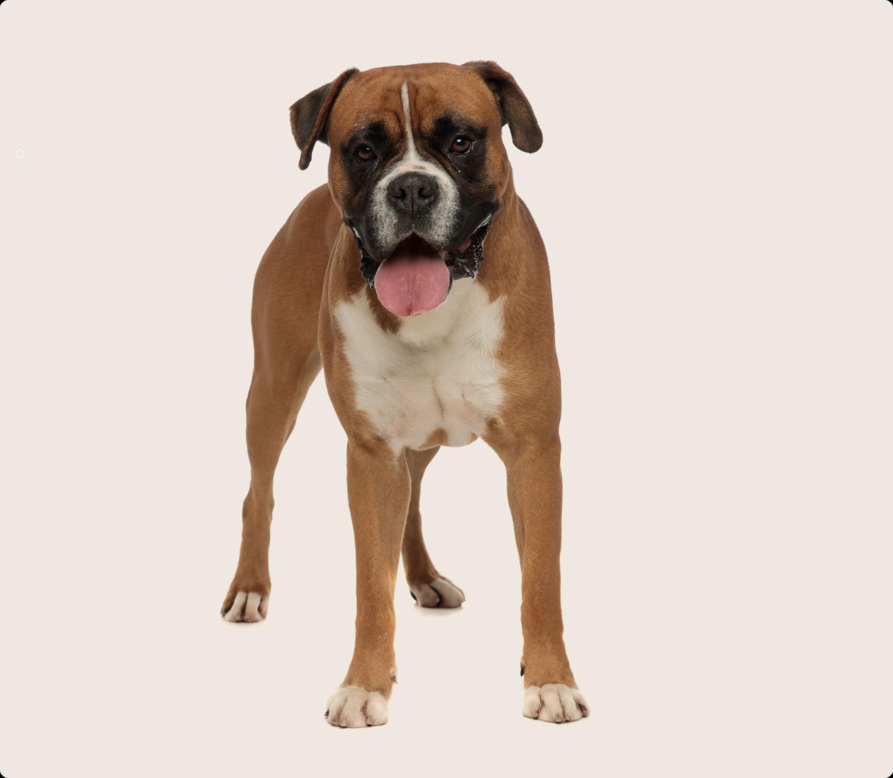 A Boxer dog standing, with a tawny coat and white chest, panting and looking directly at the camera, against a plain beige background.