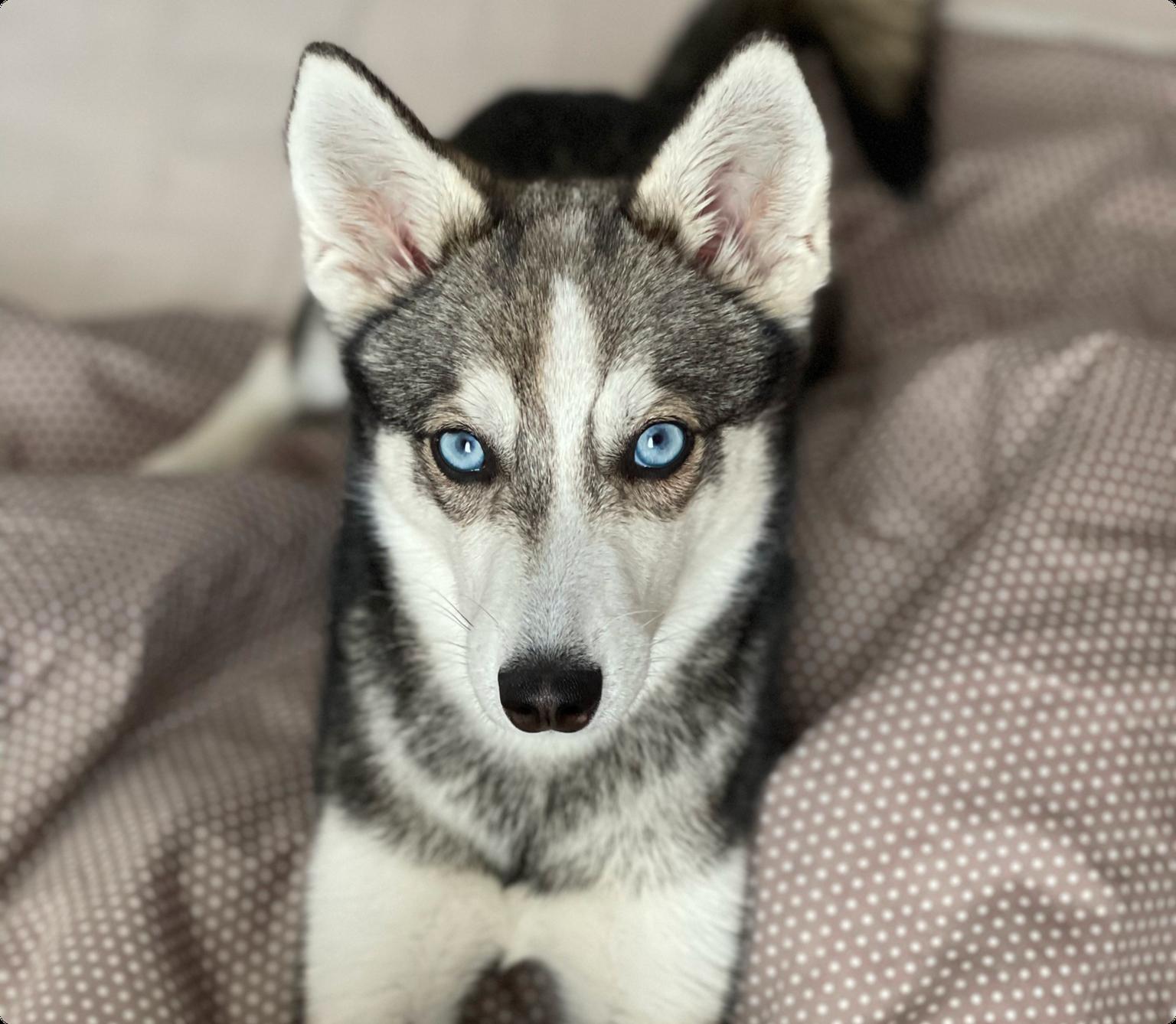 An Alaskan Klee Kai looking up at the camera from grey spotted bedding