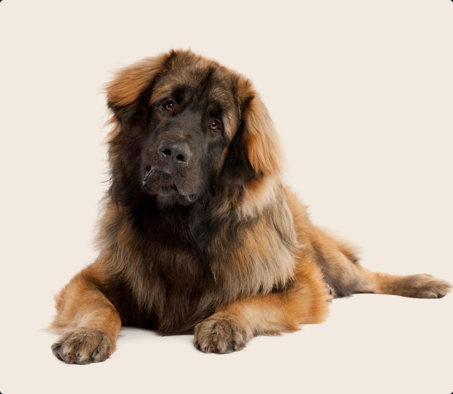 Leonberger dog on beige background