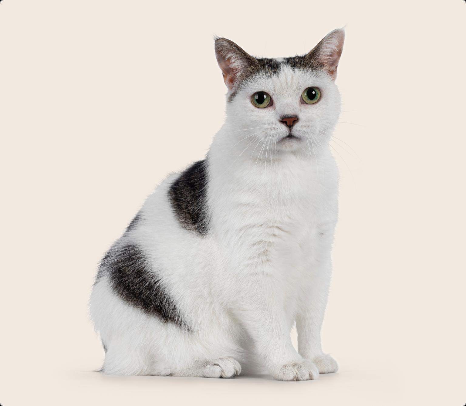 A black and white Manx cat sitting on a beige background
