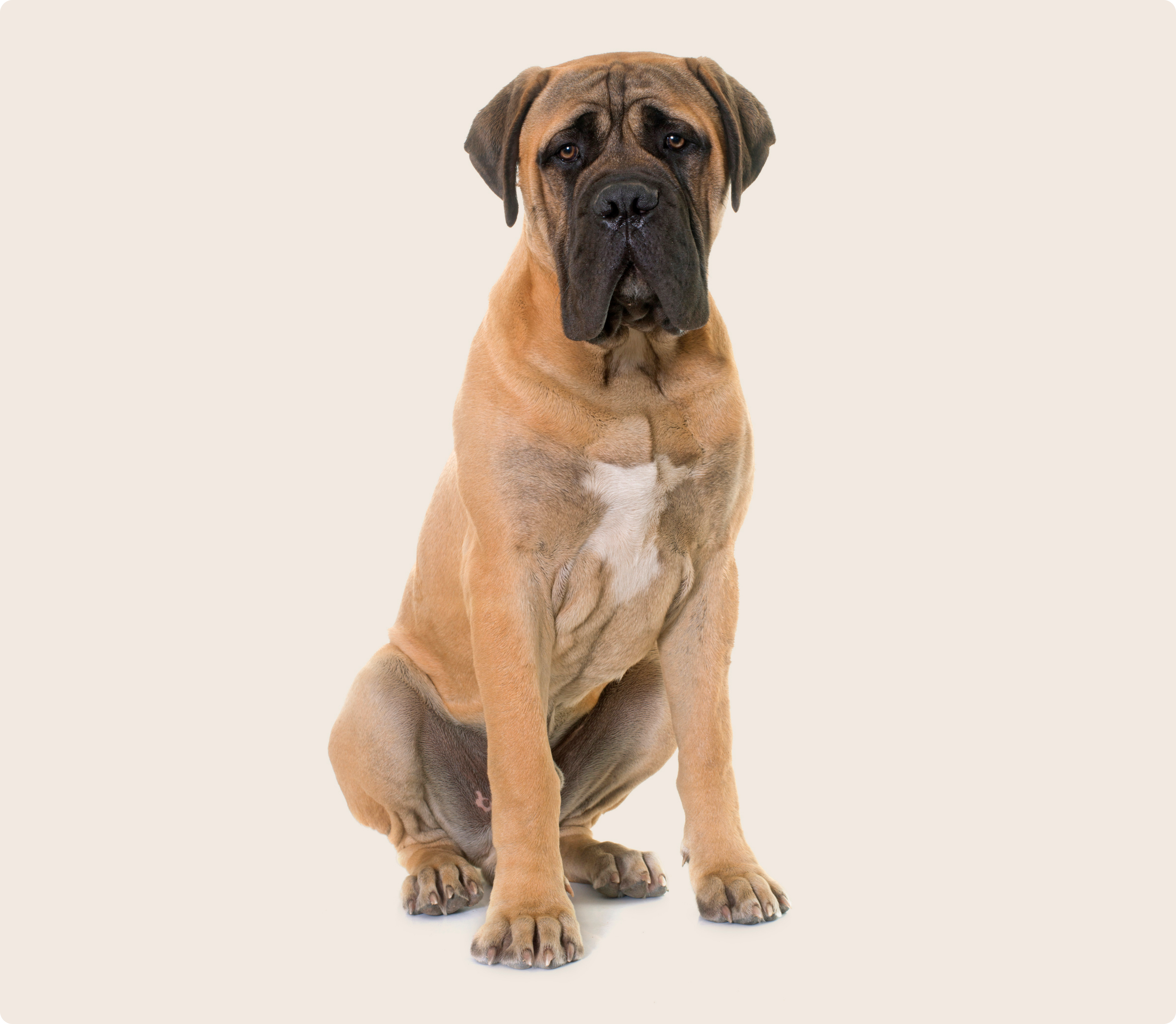 Fawn White Pines Bullmastiff Bullmastiff Dogs And Puppies For Sale