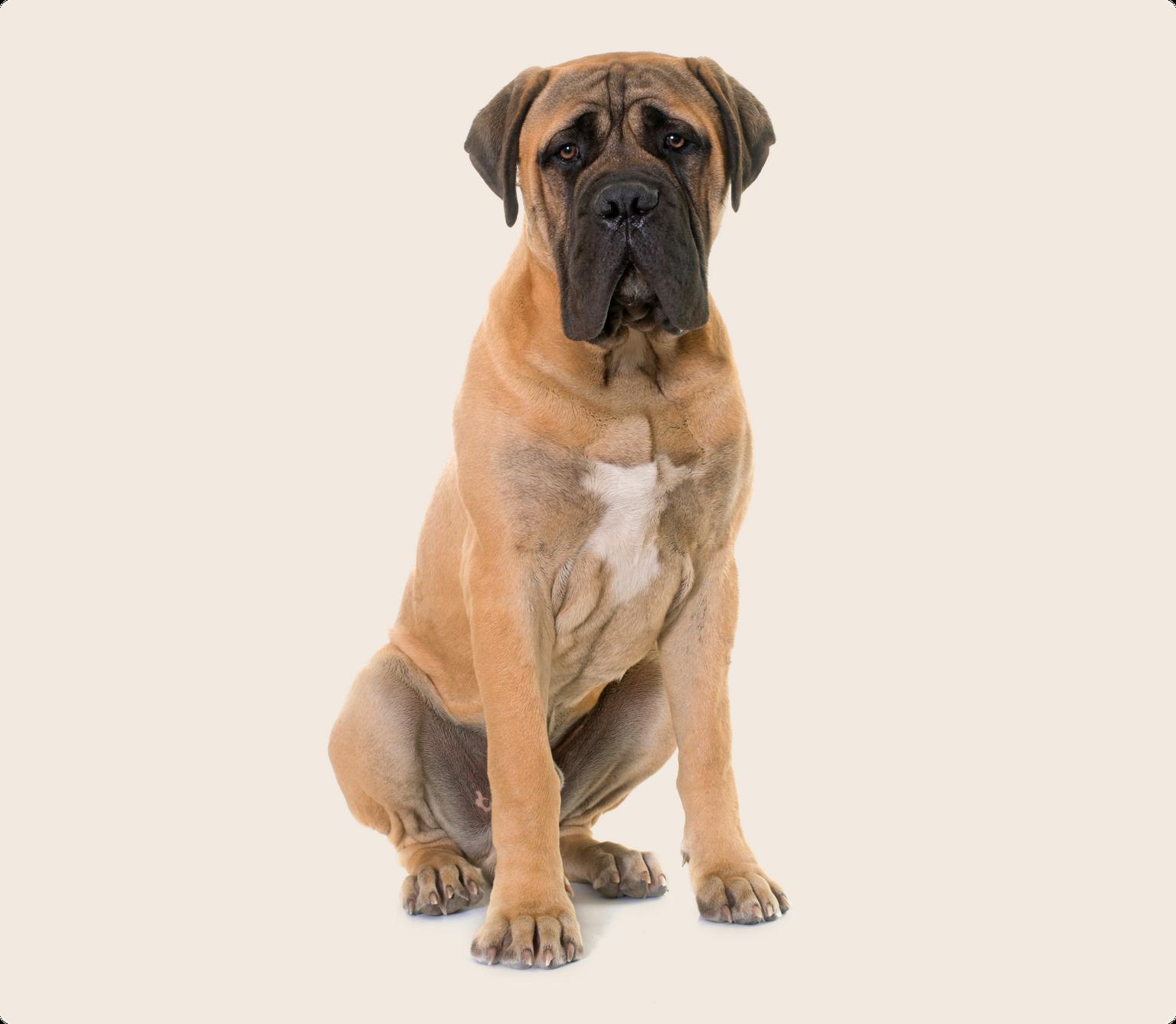 Bullmastiff