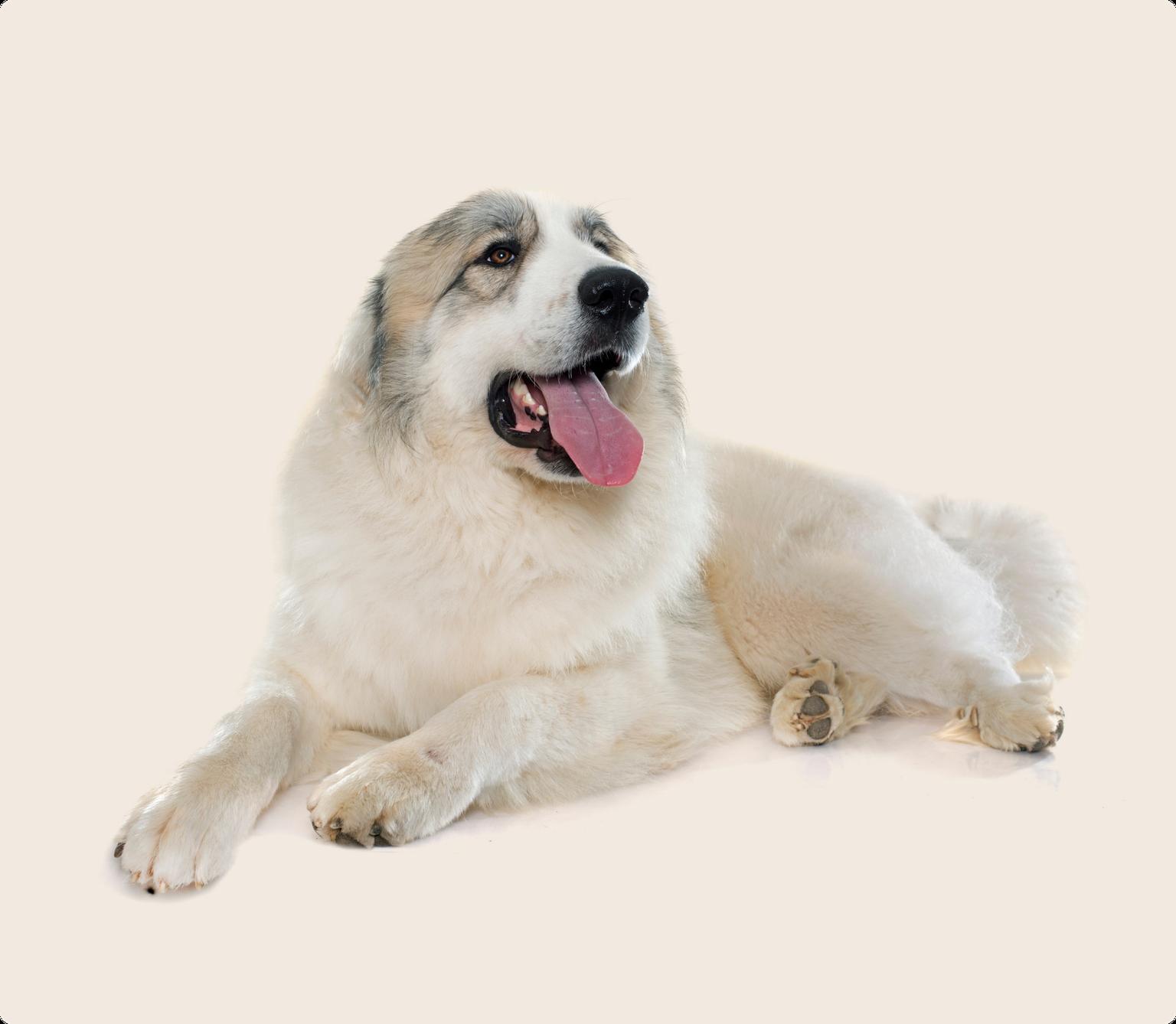 A Great Pyrenees dog laying down with it's tongue out on a beige background