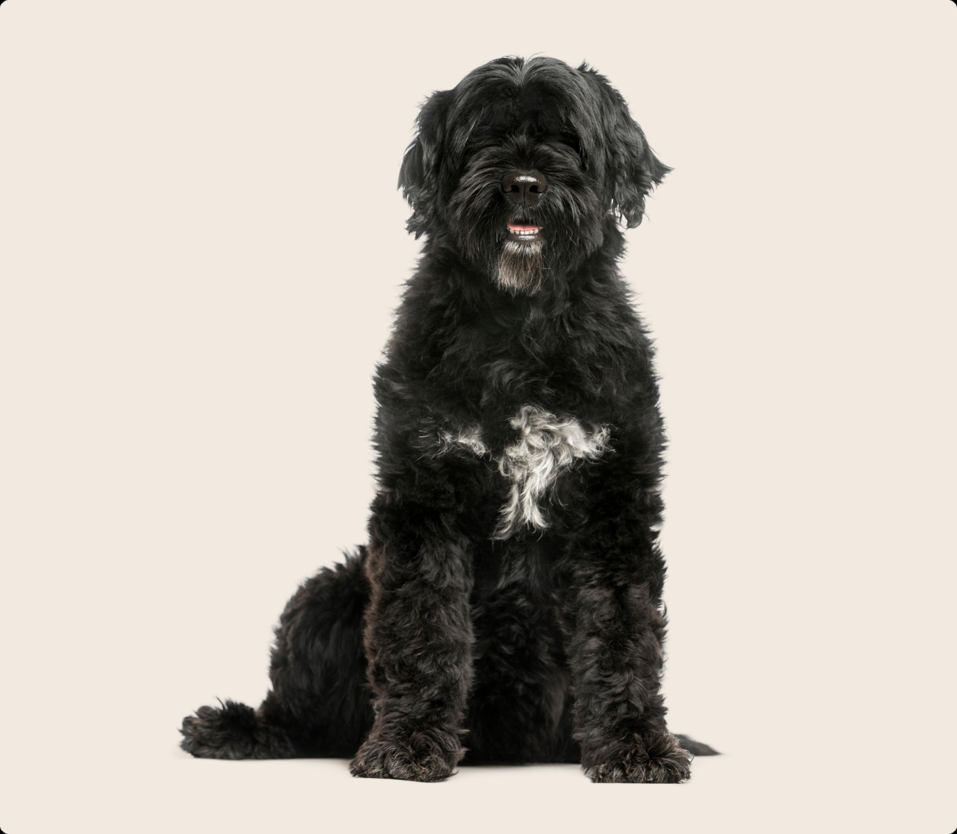 Portuguese Water Dog