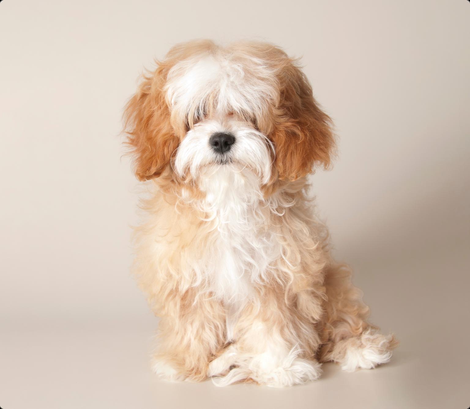 Cavapoo