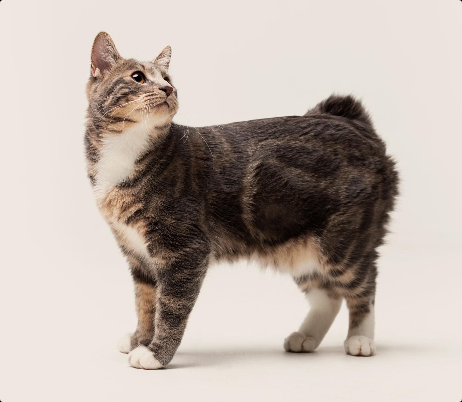 An American bobtail cat standing on a beige background