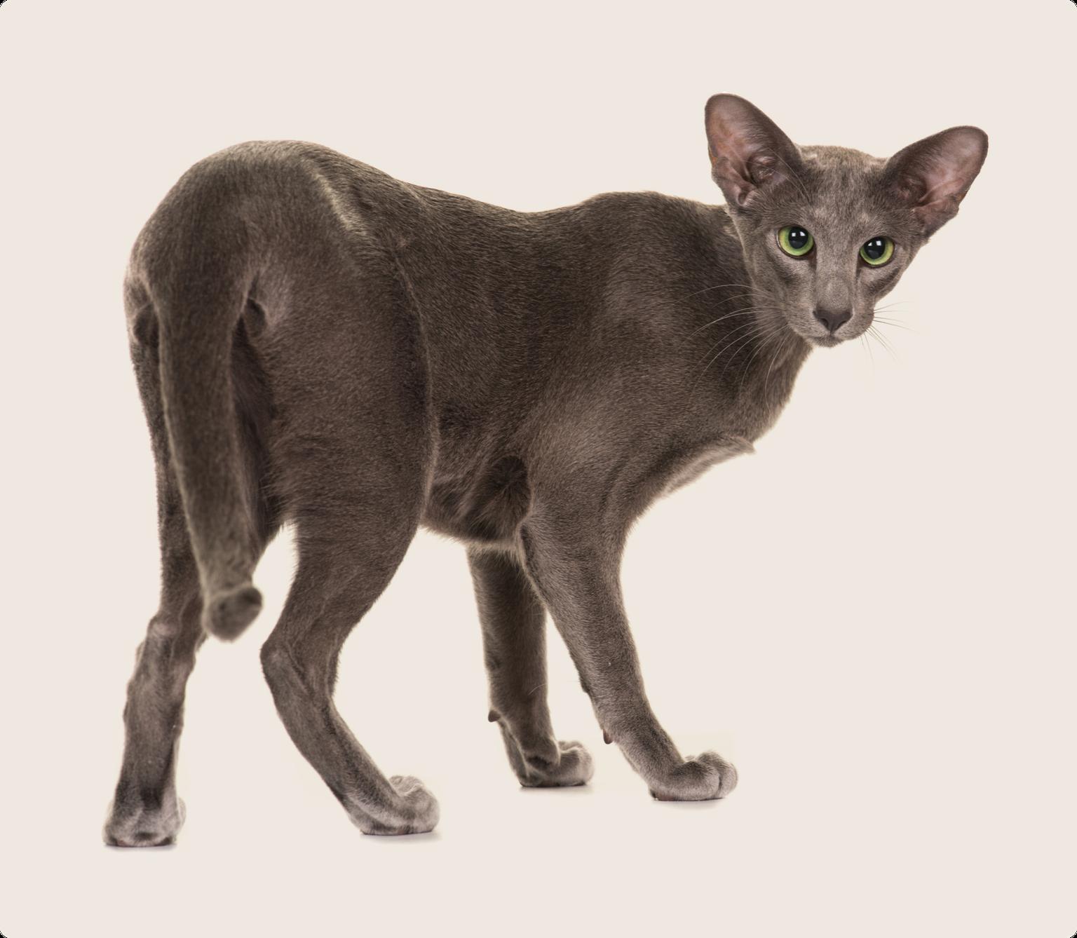 Oriental Shorthair
