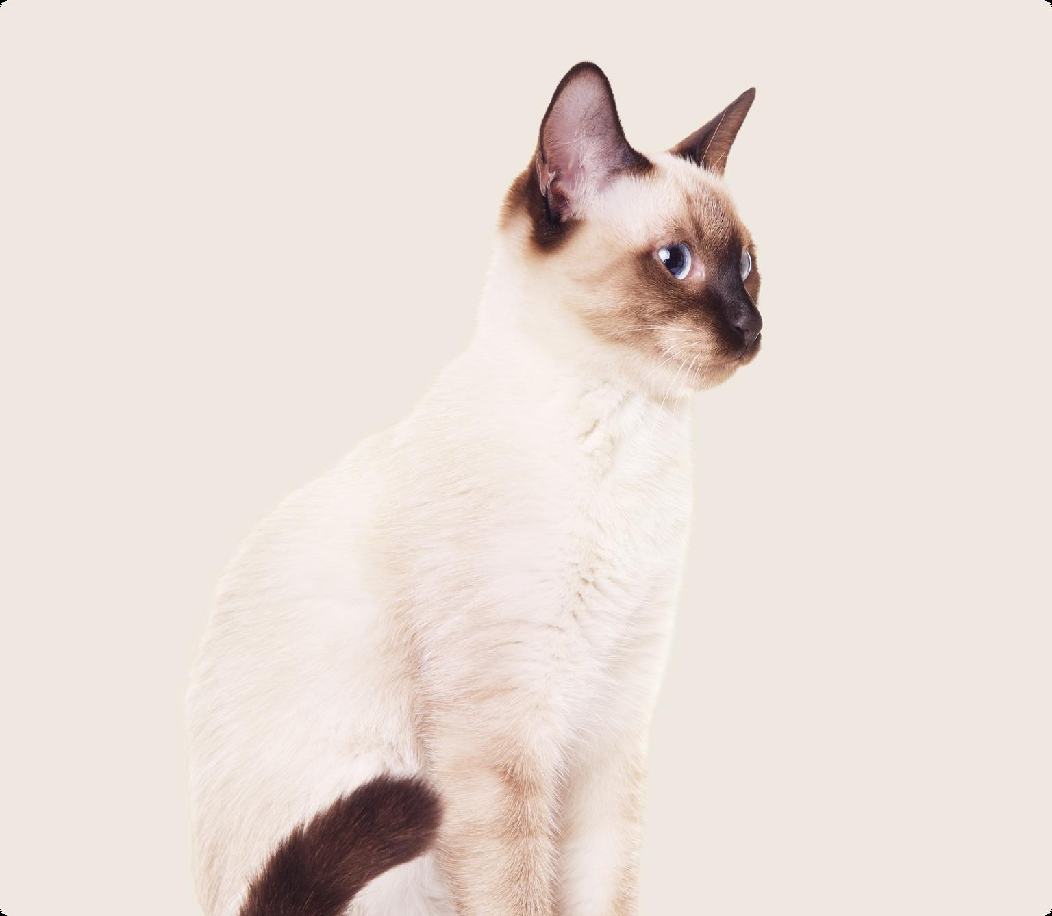 Sideview of a Thai cat on a beige background