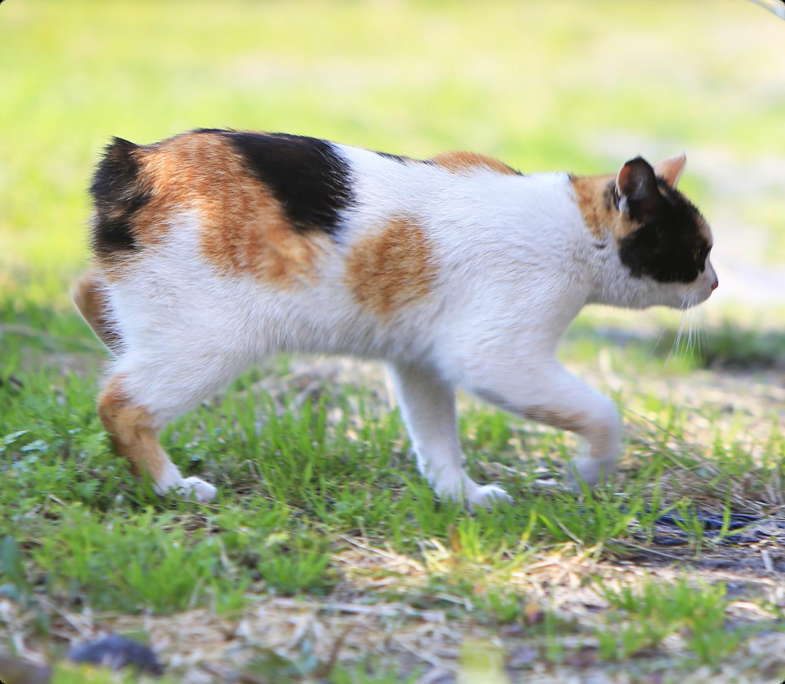 A black, orange, and white Japanese Bobtail cat walking in the grass