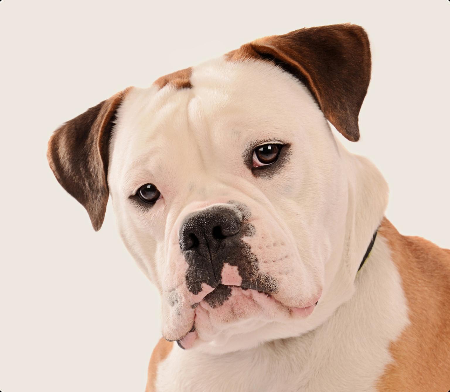 Old English Bulldoge looking into the camera on a beige background