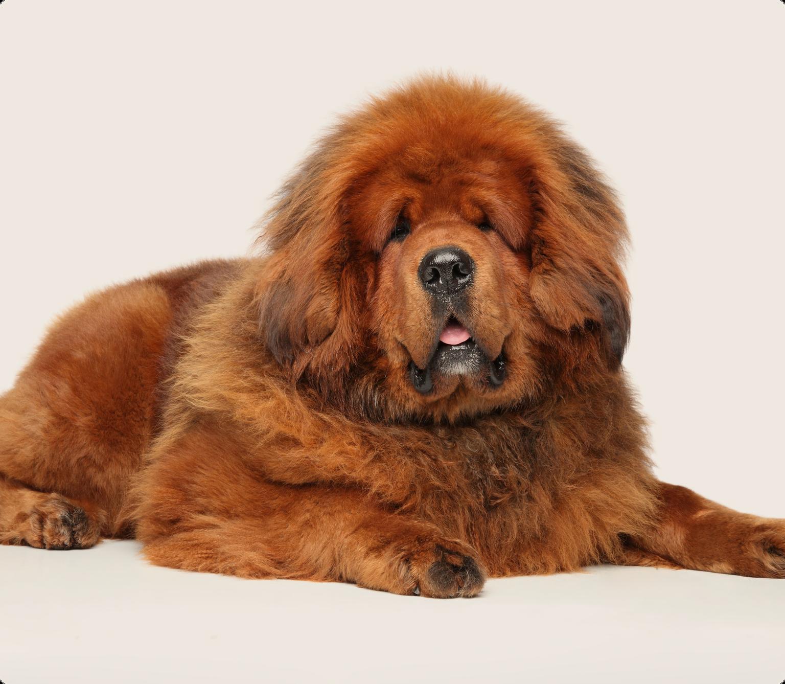 A Tibetan Mastiff laying down on a beige background