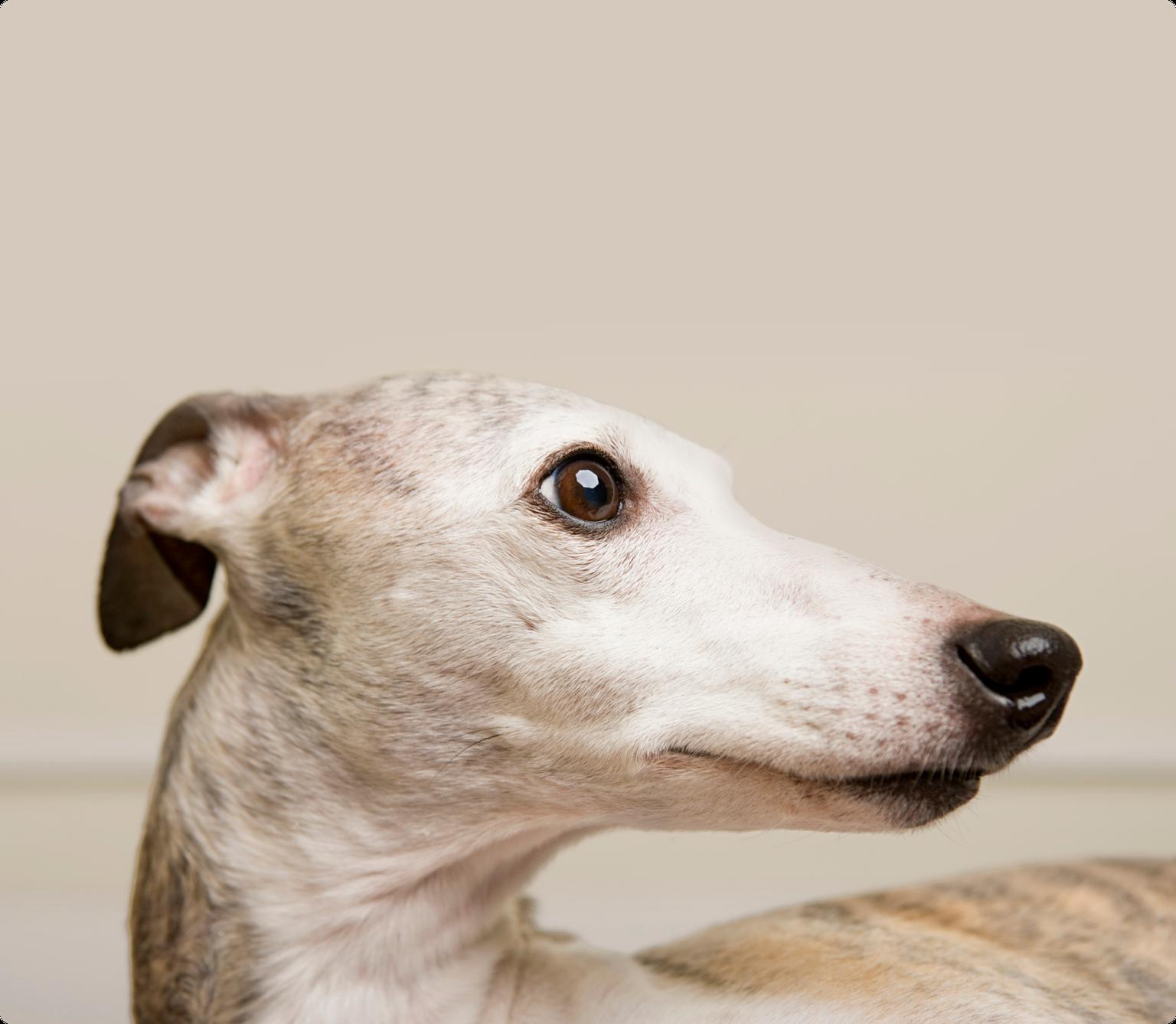 Whippet