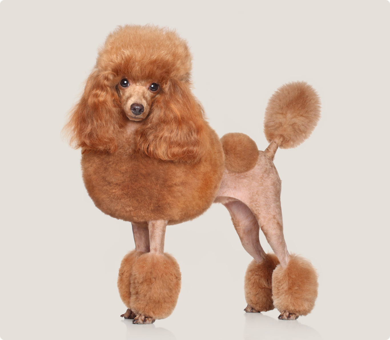 Toy Poodle insurance ManyPets