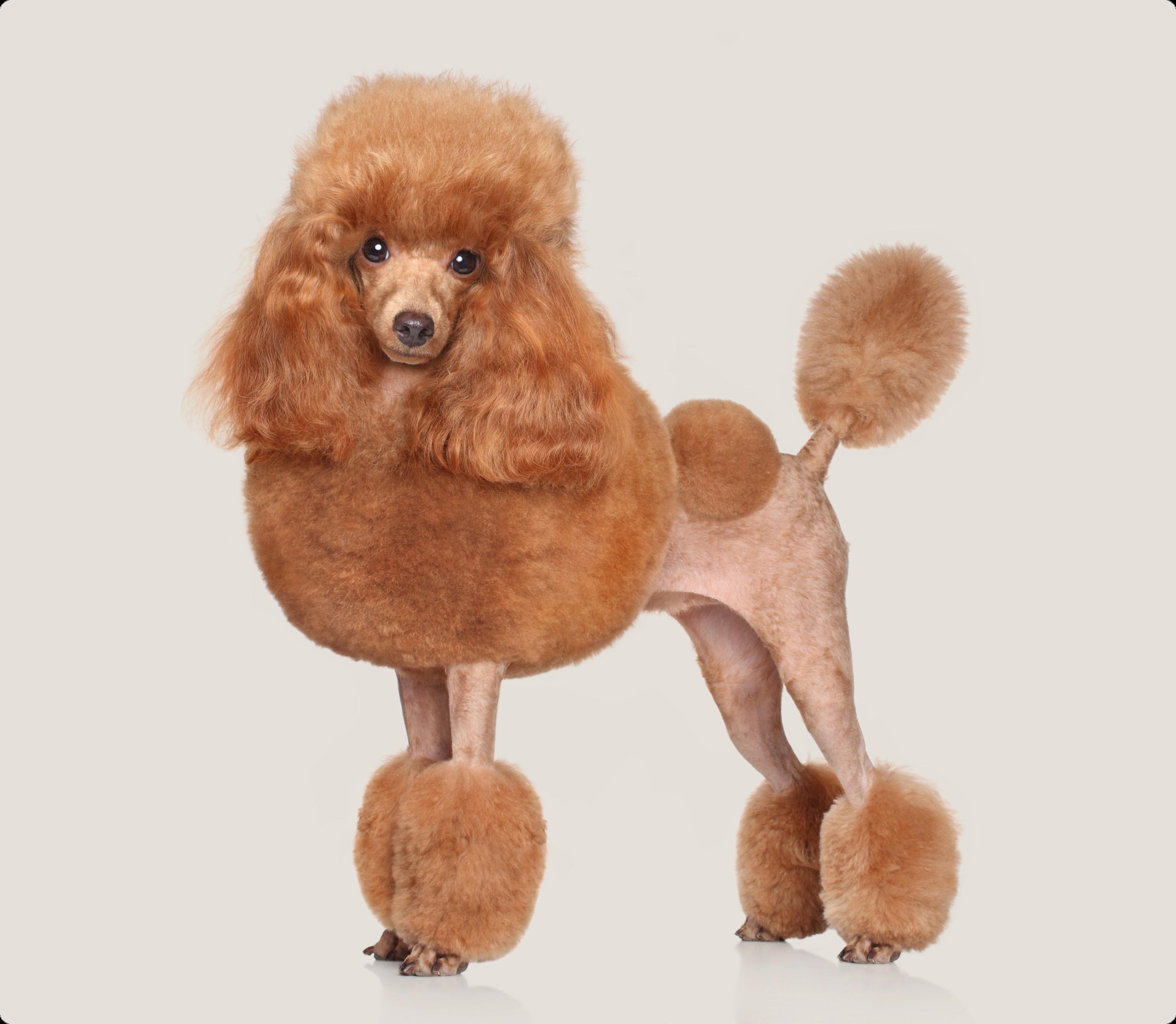 Toy poodle