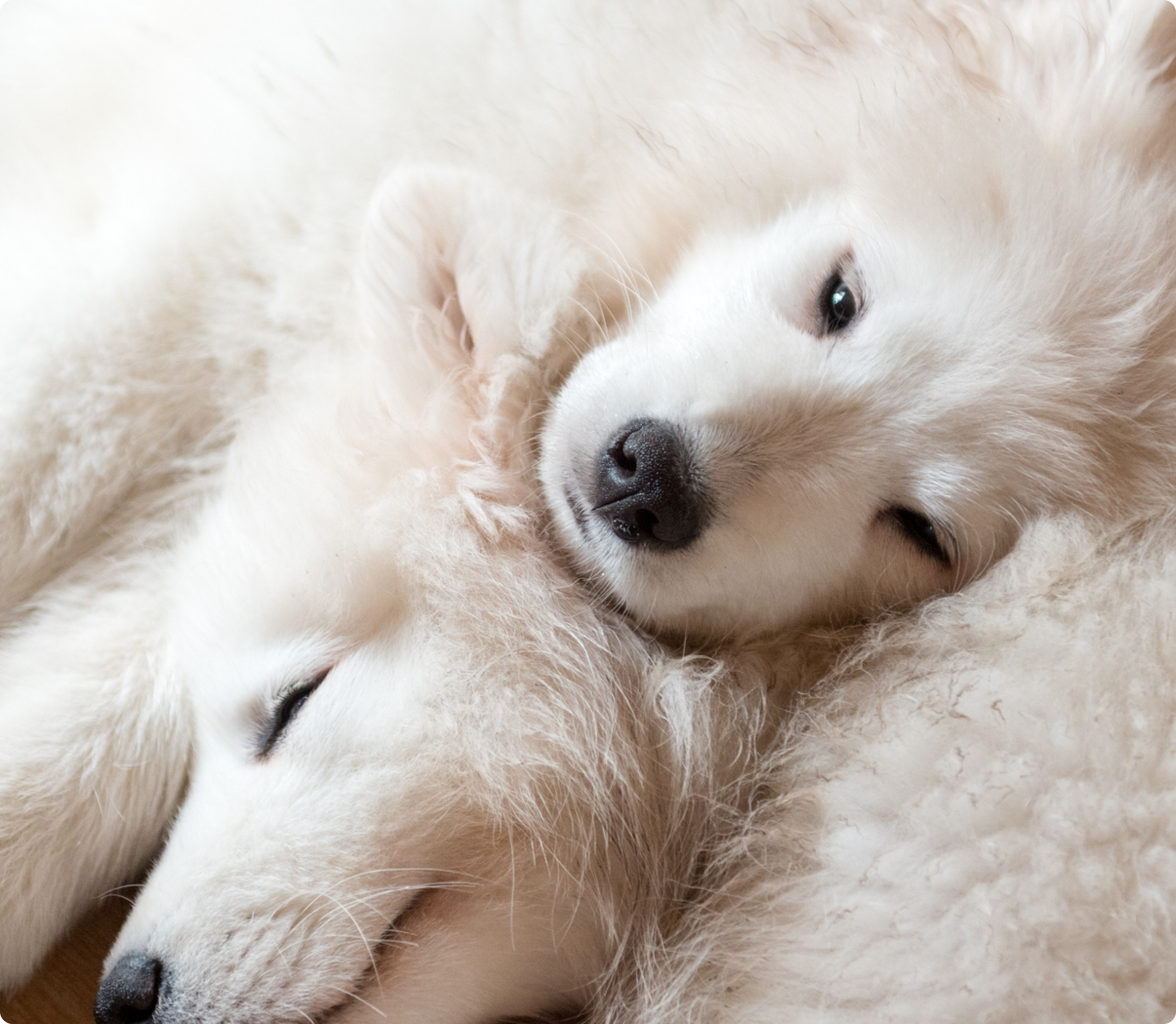 Samoyed Insurance Get a Quote ManyPets