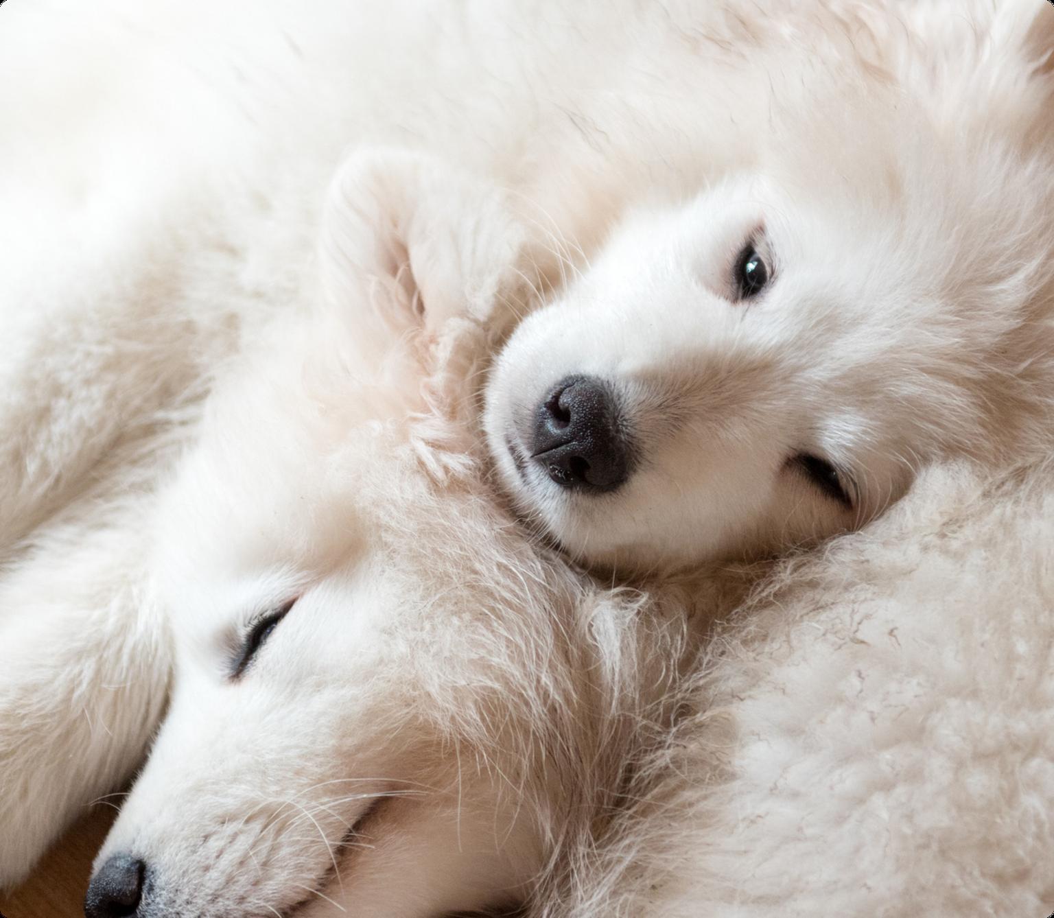 Image of two white Samoyeds cuddling