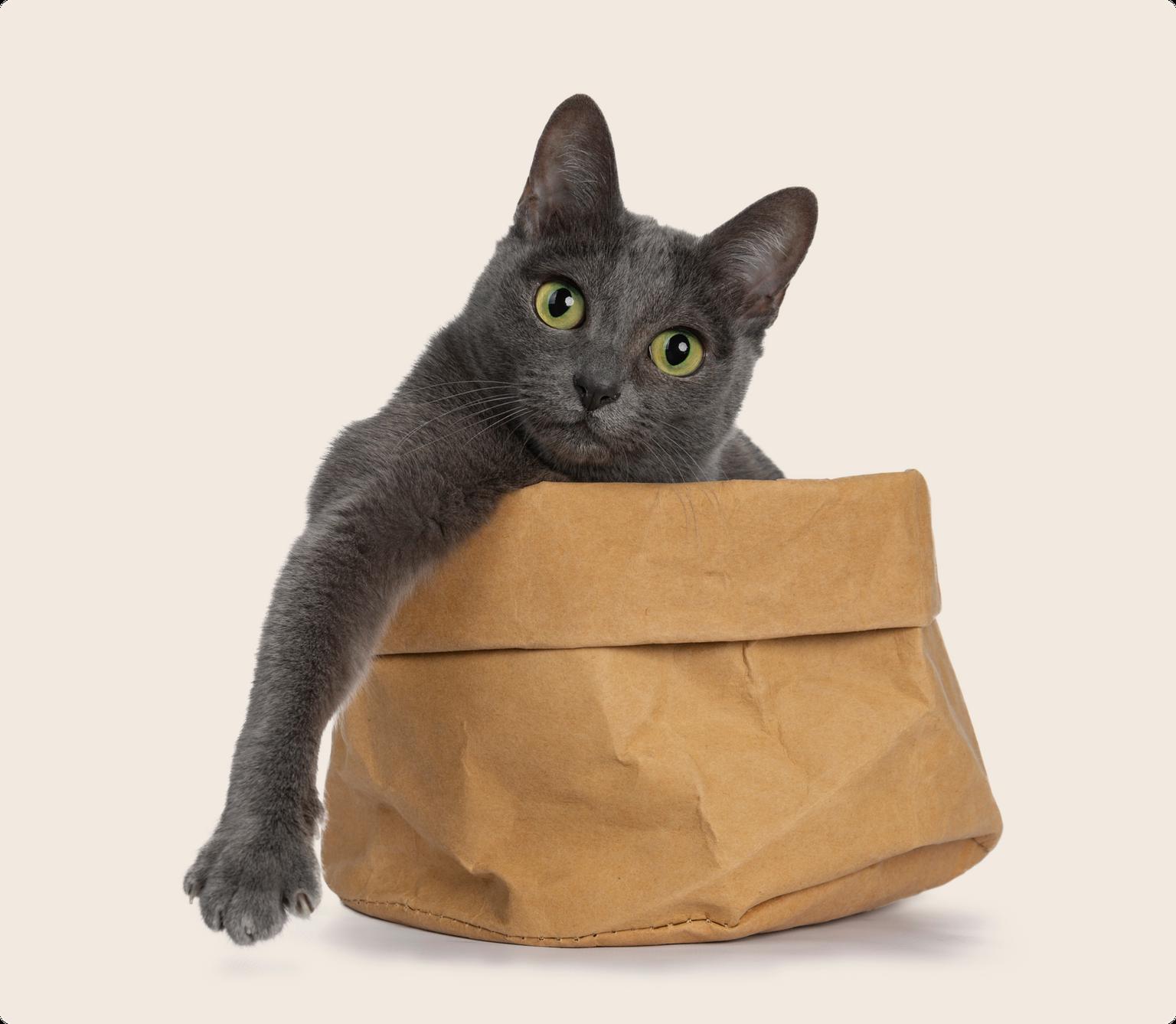 A grey Korat cat with green eyes playing in a brown paper bag