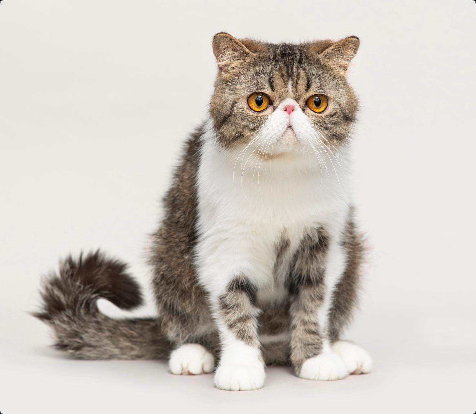 An exotic shorthair cat with orange eyes sitting down, with a beige background