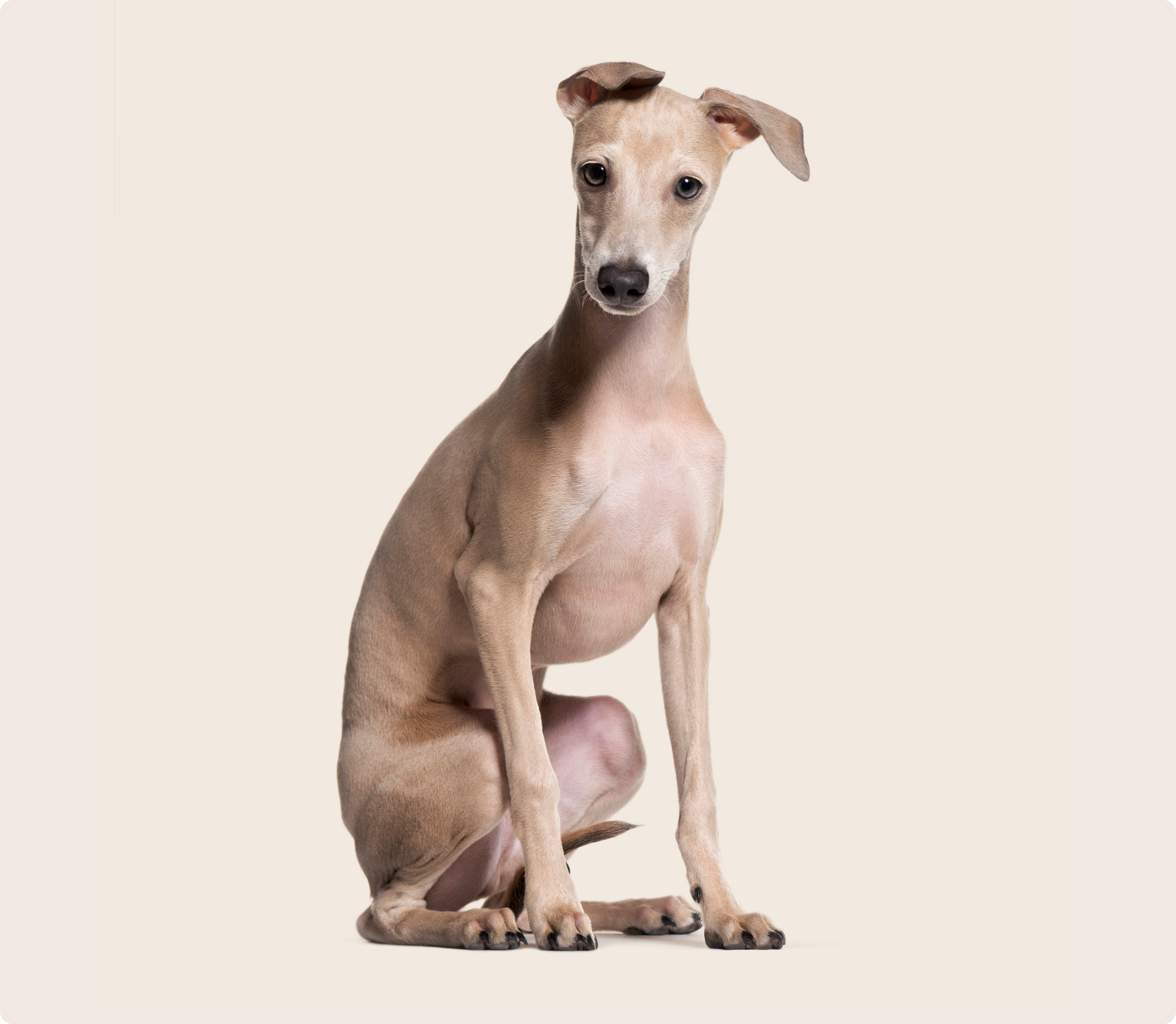 Italian Greyhound Dog Insurance Get a Quote ManyPets
